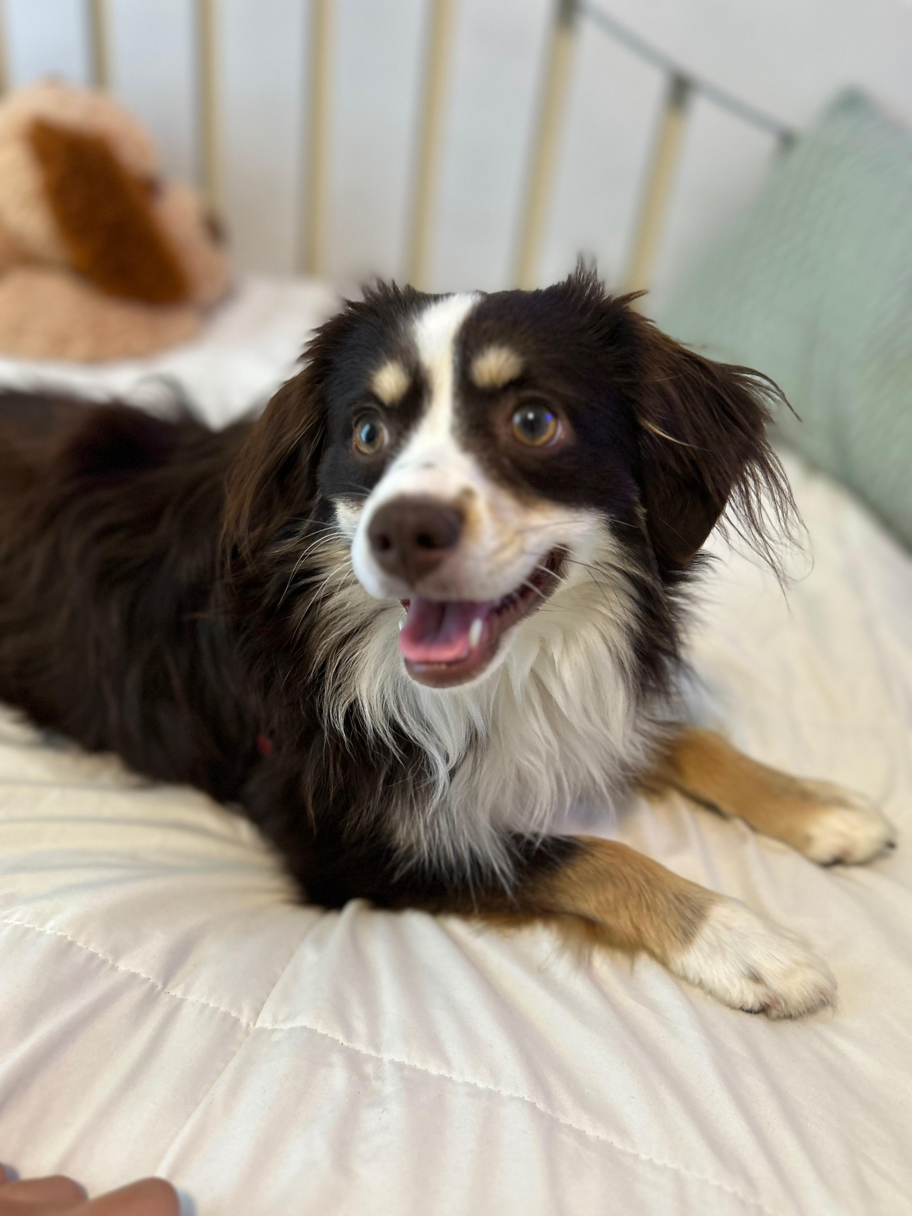 Brownie, Adult Male Australian Shepherd