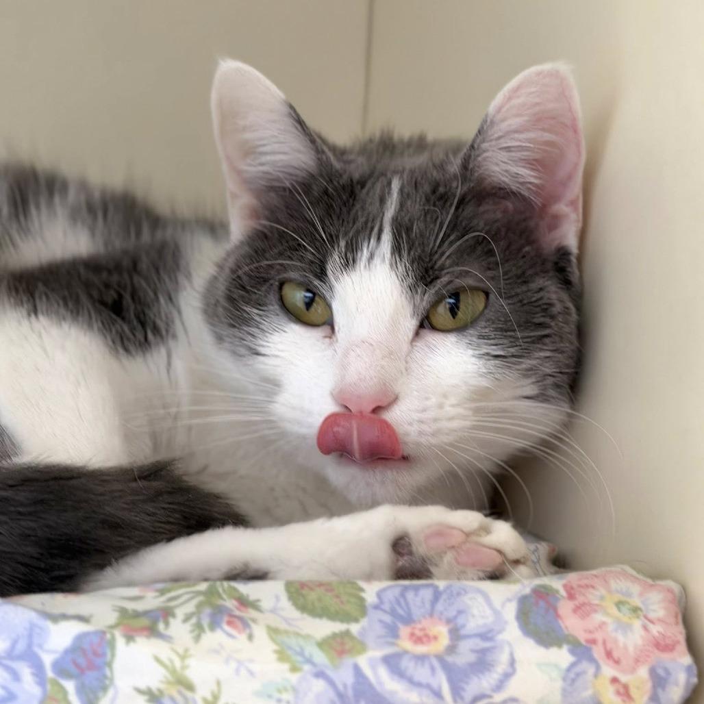 Heating Pad, Adoptable, Adult Female Domestic Short Hair.