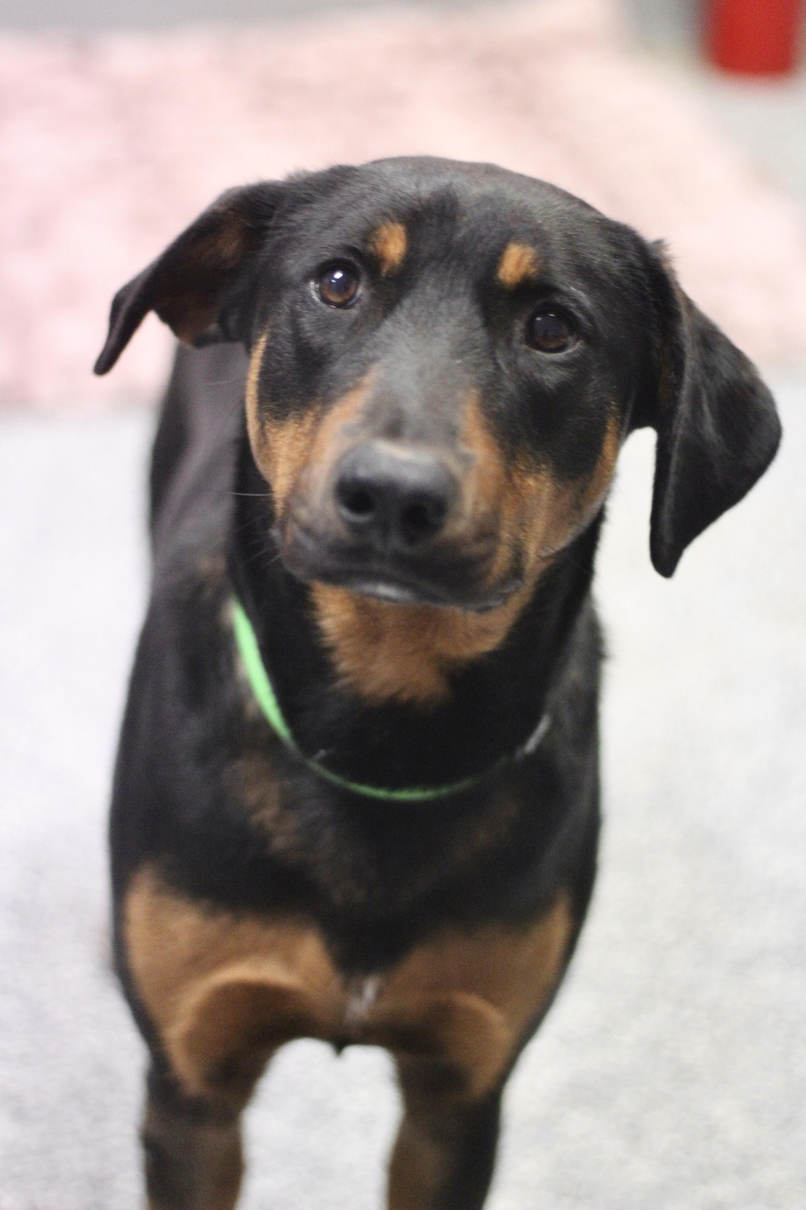 Enlarge Sponsored Fee! Arabella in NH! Come Meet our Adoptable Dogs Wed-Sat. More info in Bio!, a ADOPTABLE mixed breed in Manchester, NH image 1/3