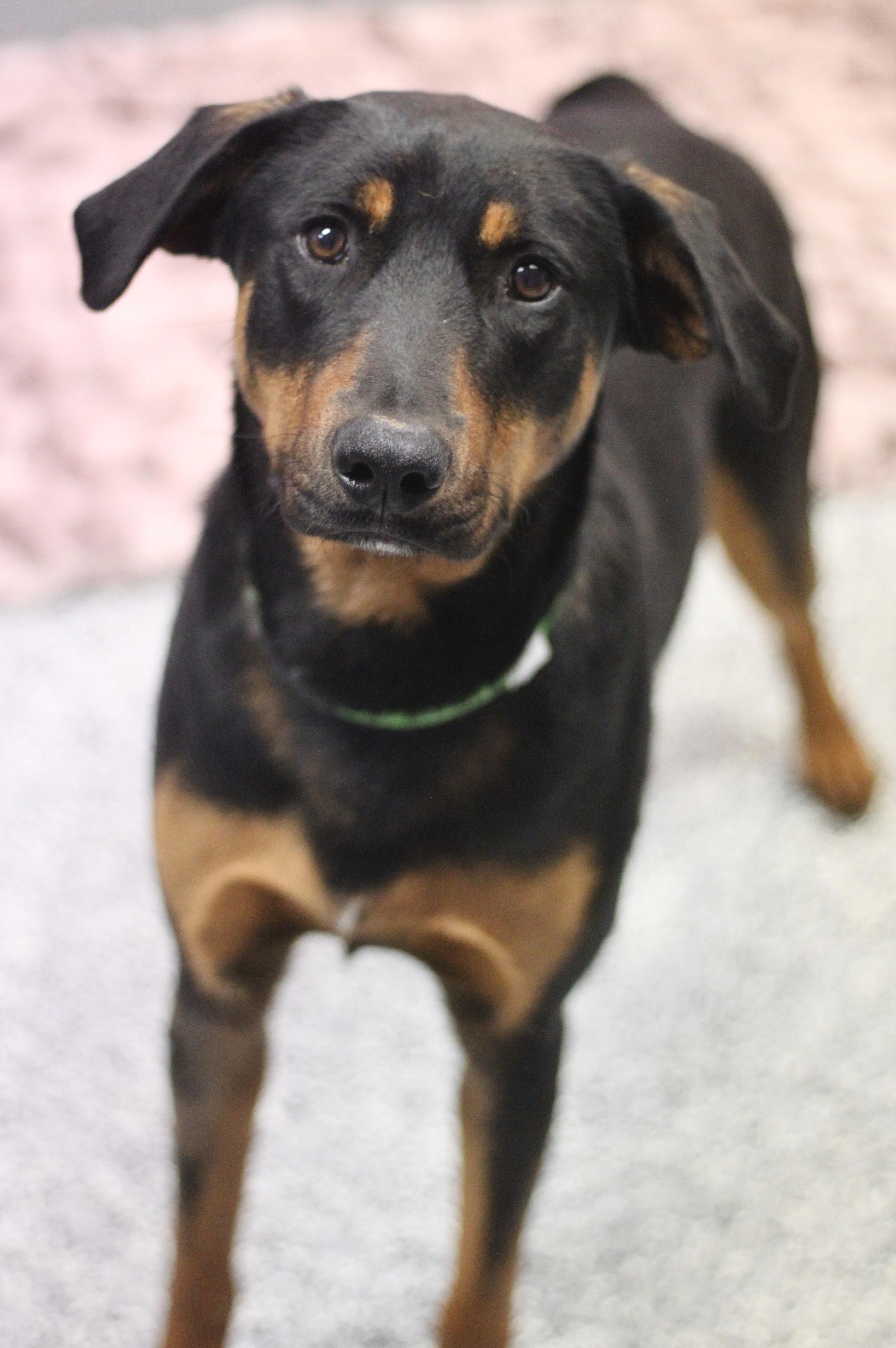 Enlarge Sponsored Fee! Arabella in NH! Come Meet our Adoptable Dogs Wed-Sat. More info in Bio!, a ADOPTABLE mixed breed in Manchester, NH image 2/3