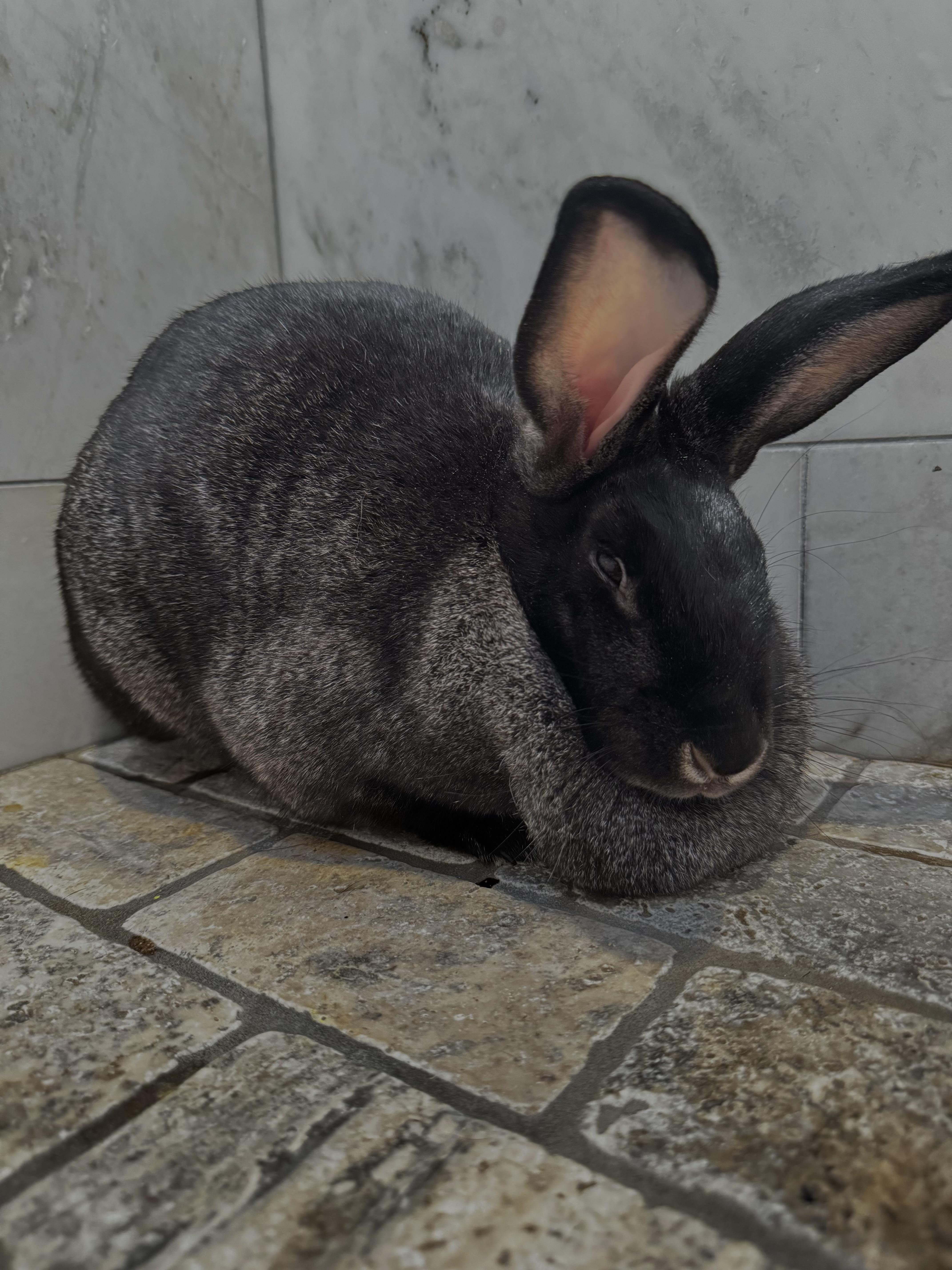 Mad Bunny, Adopted, Young Female American.