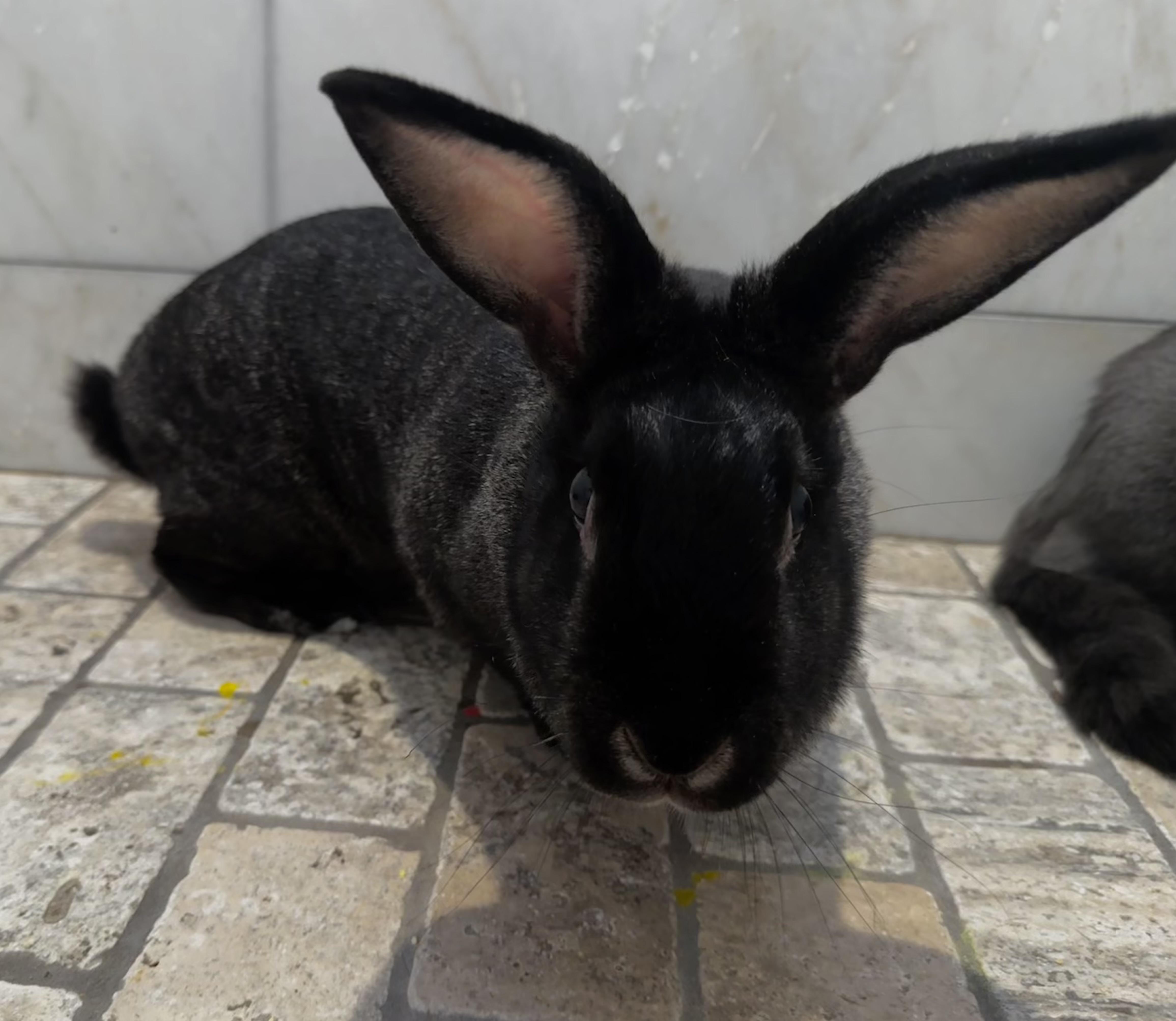 Mad Bunny, Adopted, Young Female American.