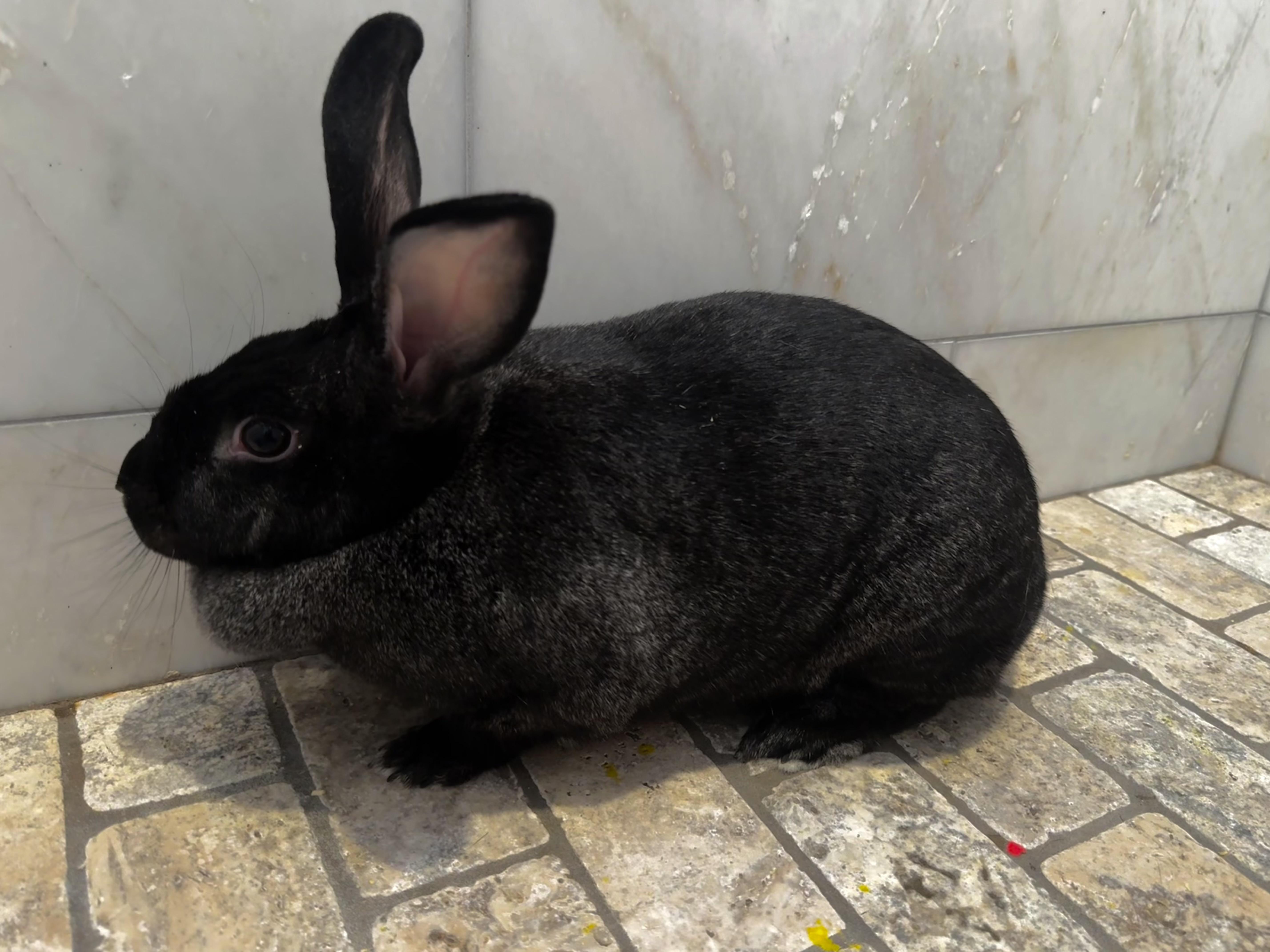 Mad Bunny, Adopted, Young Female American.