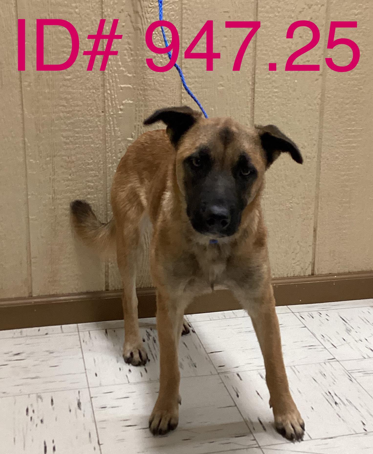#947.25 - Shepherd mix, ADOPTABLE, Adult Female Shepherd.