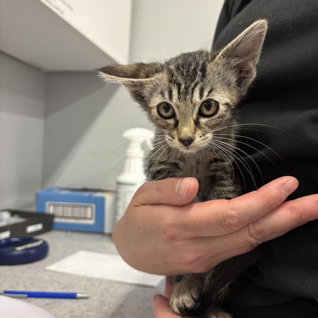 Grapefruit, Adoptable, Kitten Female Domestic Short Hair.