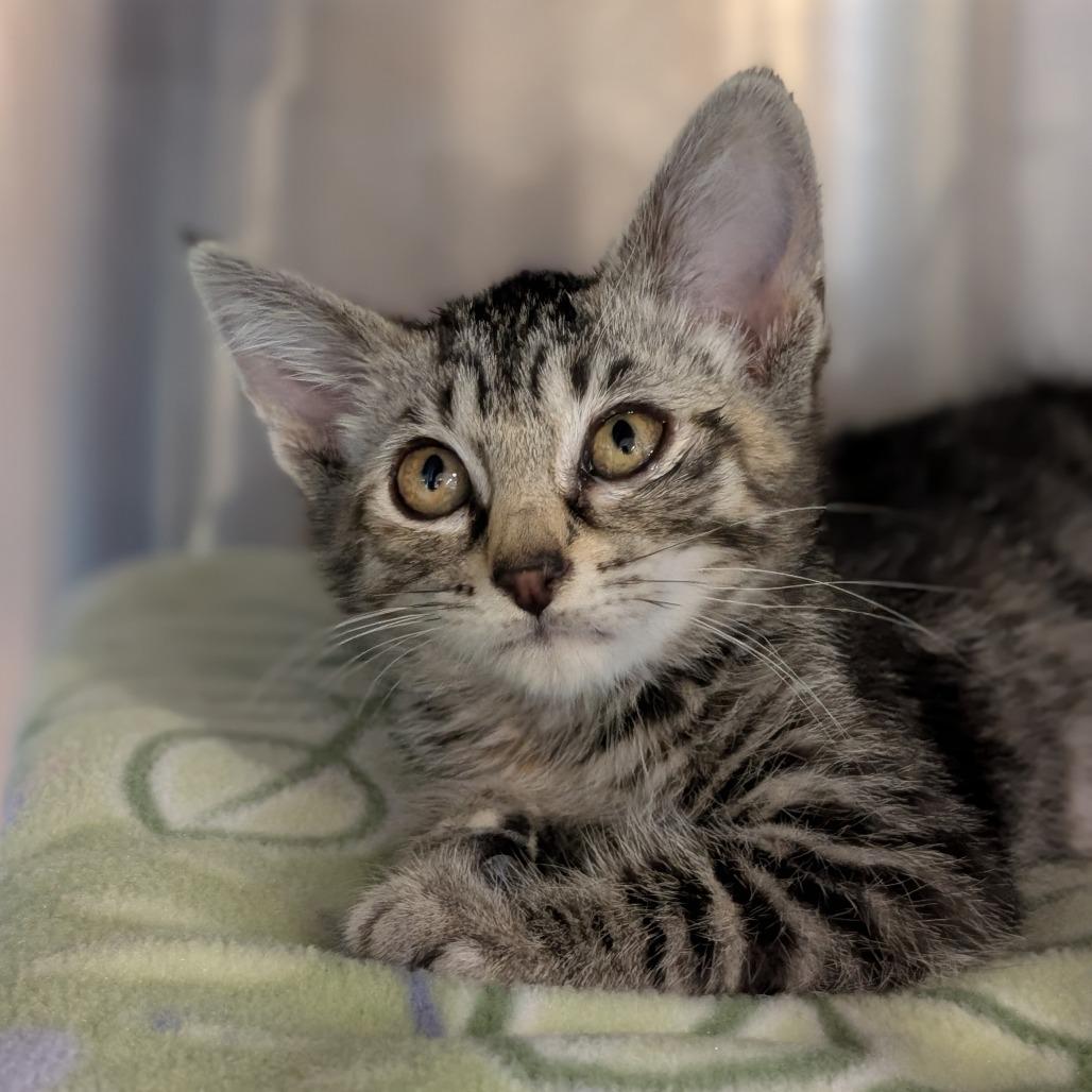 Grapefruit, a Adoptable Domestic Short Hair in Spokane, WA image 2/2