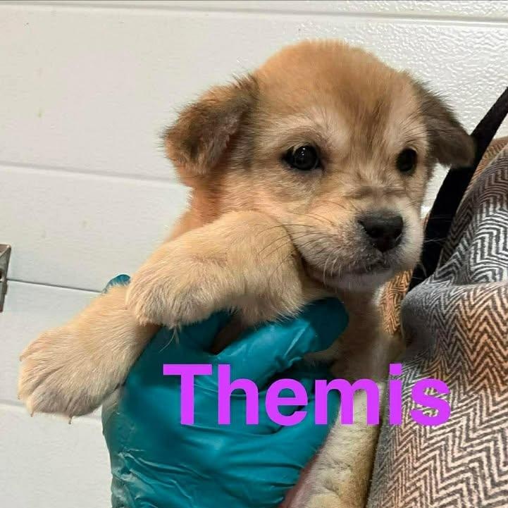 Themis (20260216-05), adopted, Puppy Female Retriever.