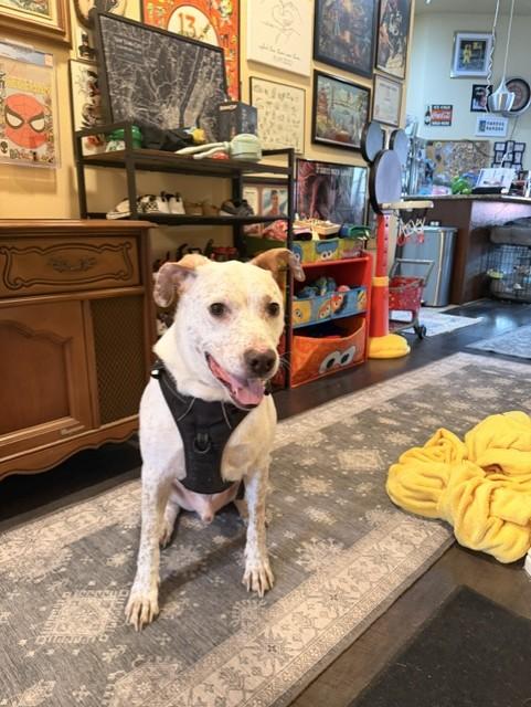 Teddy GDP, Adoptable, Adult Male Australian Cattle Dog / Blue Heeler.