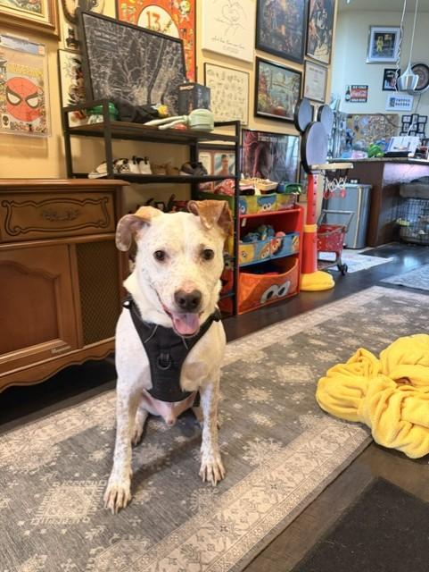 Enlarge Teddy GDP, a Adoptable mixed breed in Dallas, TX image 4/4