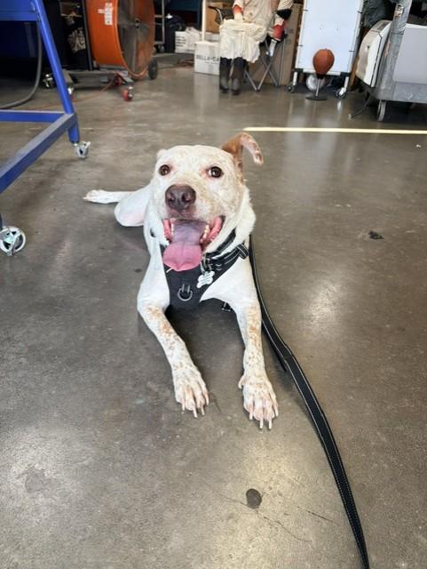 Enlarge Teddy GDP, a Adoptable mixed breed in Dallas, TX image 3/4