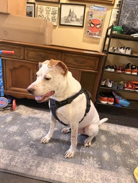 Enlarge Teddy GDP, a Adoptable mixed breed in Dallas, TX image 2/4