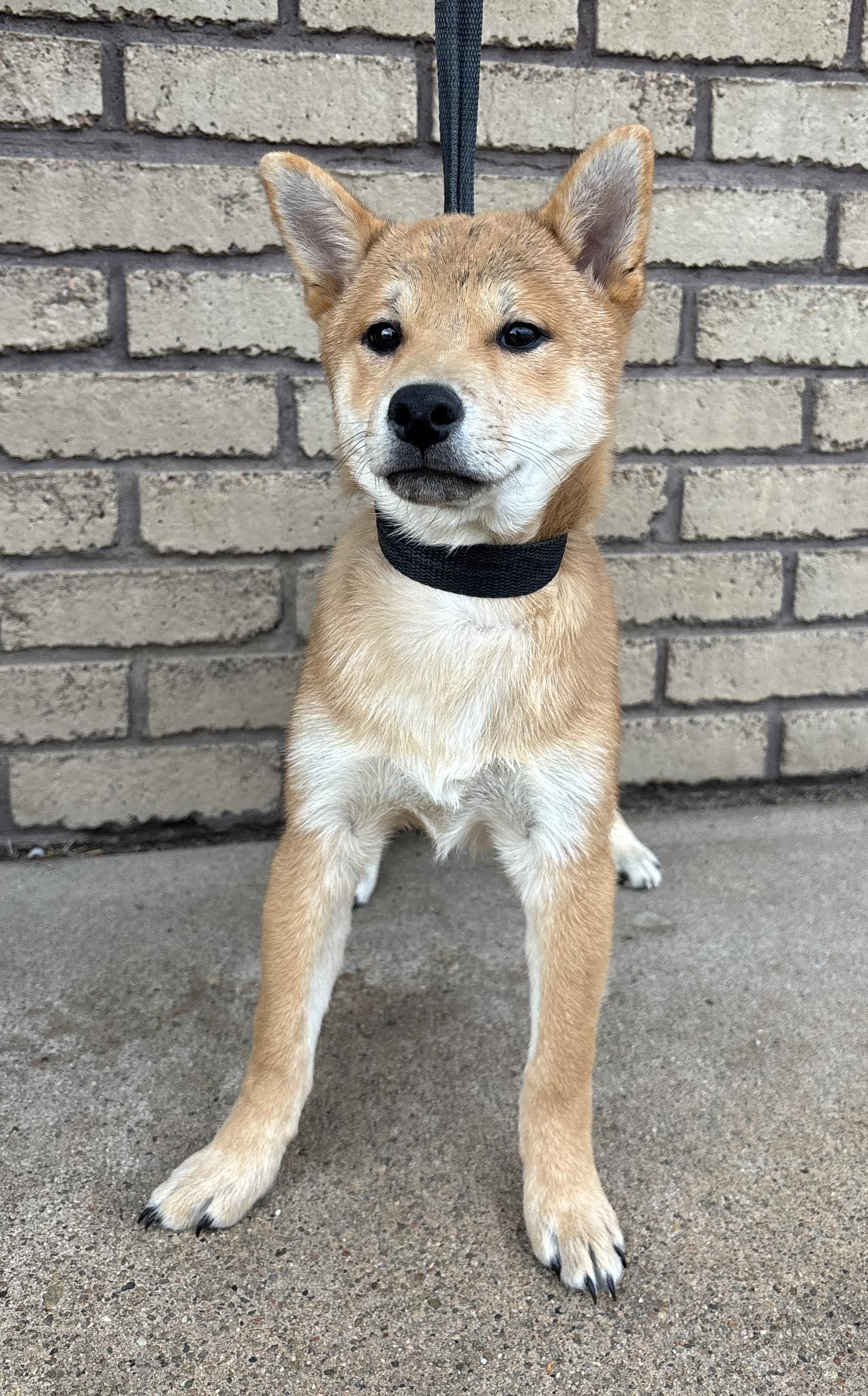 River, ADOPTABLE, Young Male Shiba Inu.