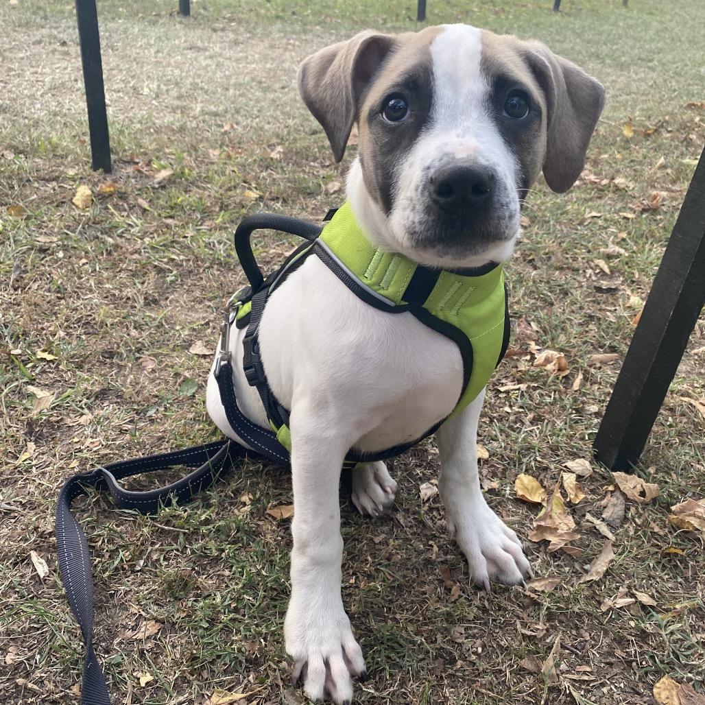 Ozzy, a Adoptable Pit Bull Terrier in Austell, GA image 1/6