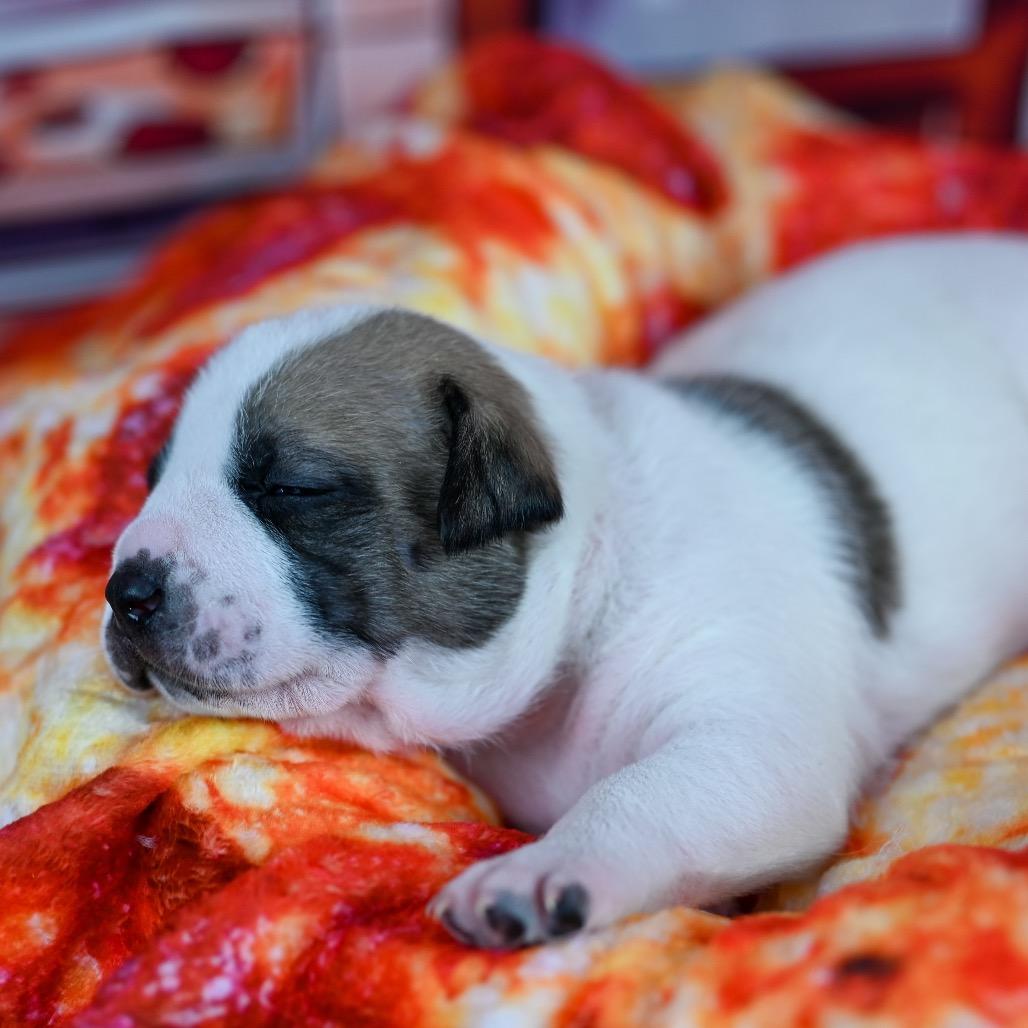 Ozzy, a Adoptable Pit Bull Terrier in Austell, GA image 2/6