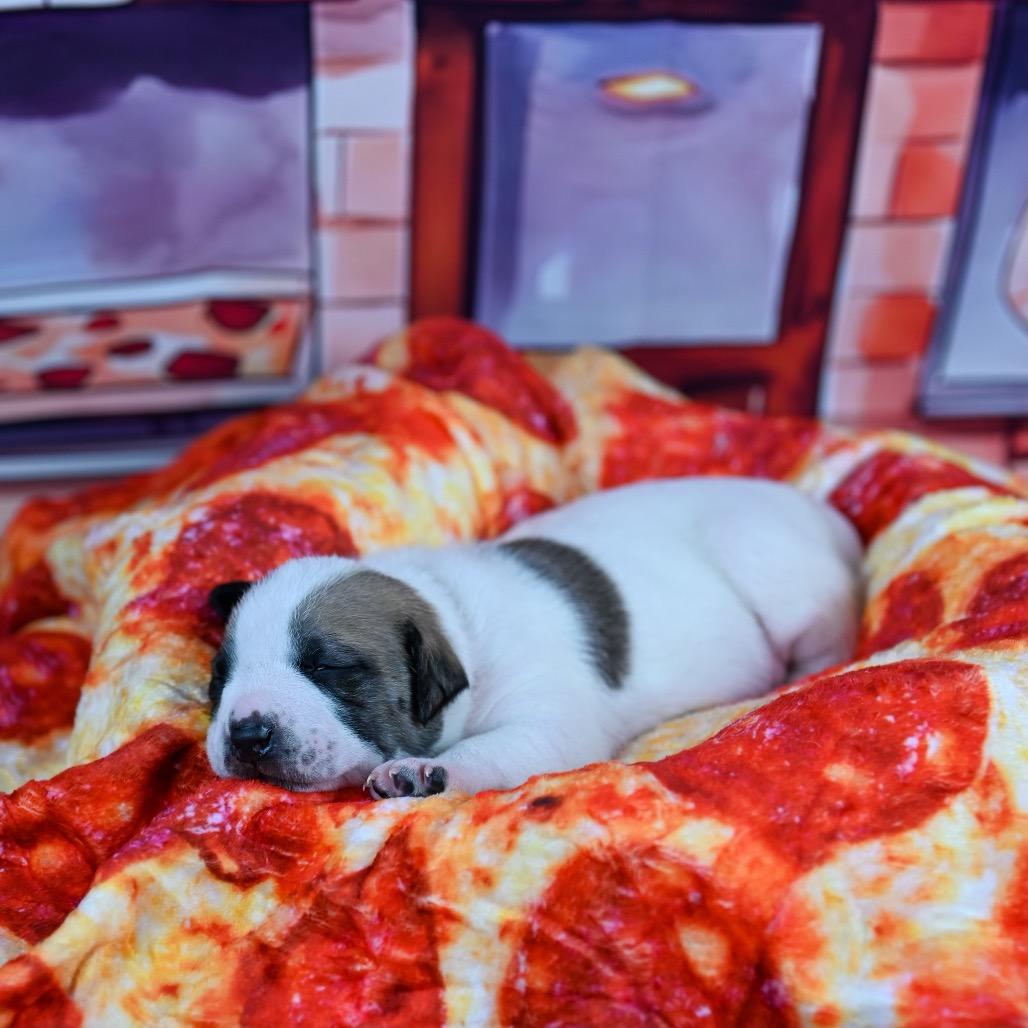 Ozzy, a Adoptable Pit Bull Terrier in Austell, GA image 3/6