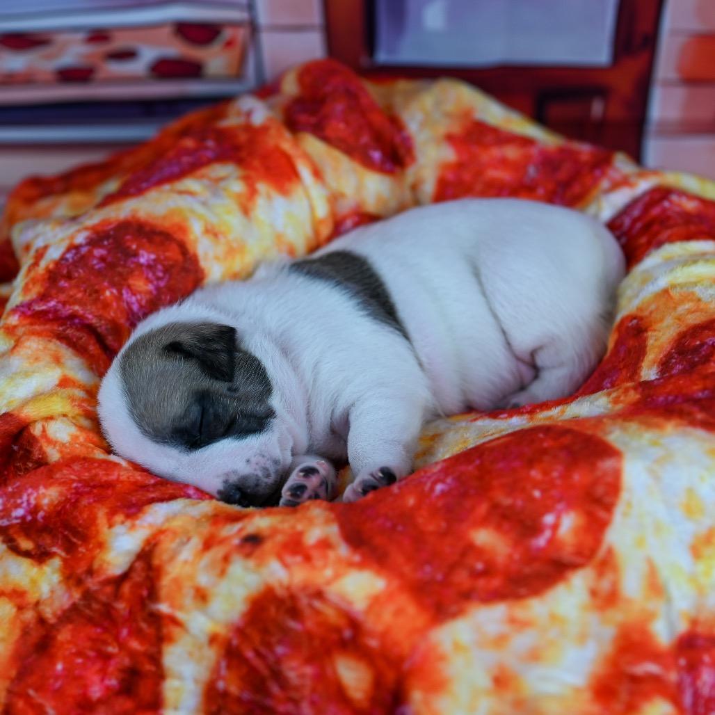 Ozzy, a Adoptable Pit Bull Terrier in Austell, GA image 4/6