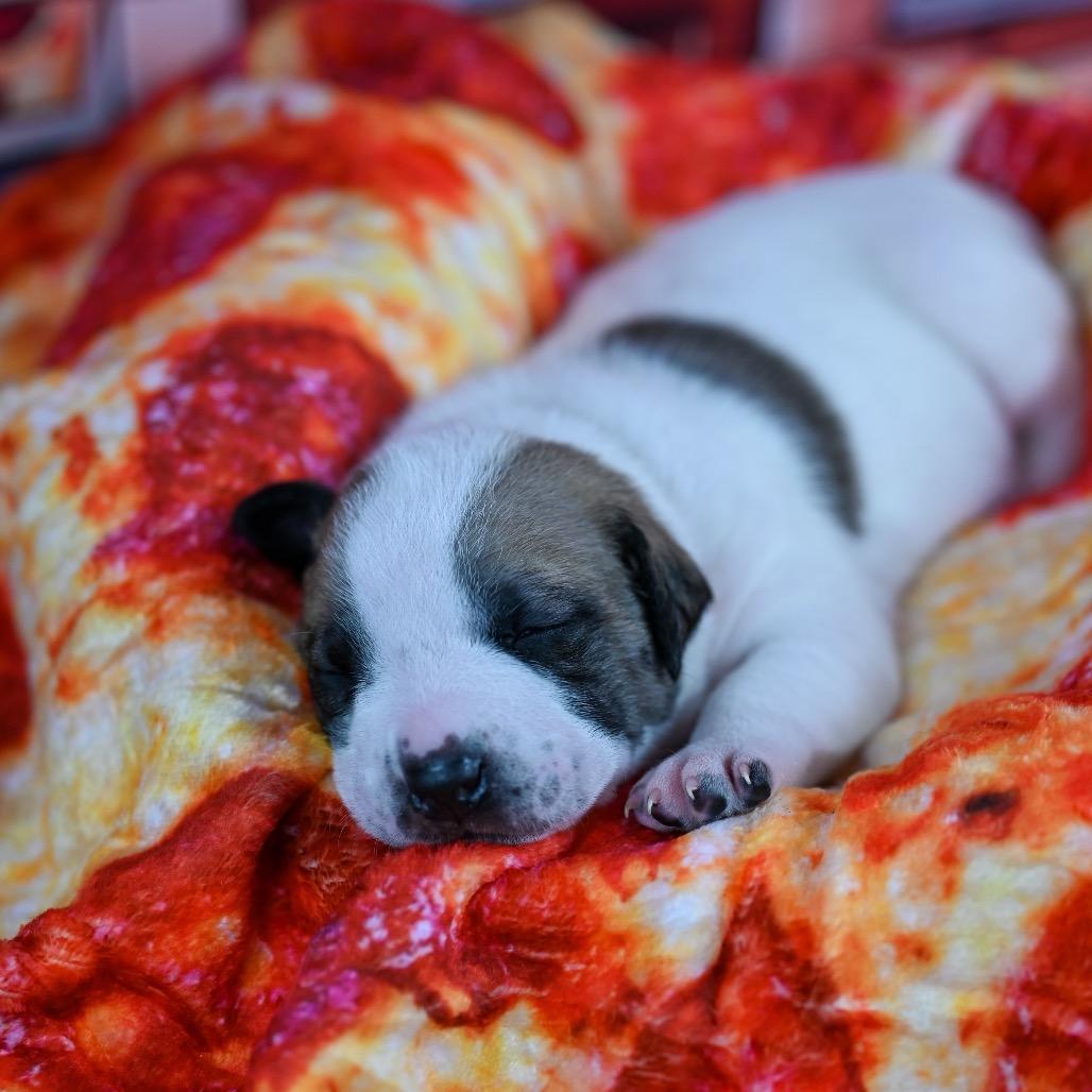 Ozzy, a Adoptable Pit Bull Terrier in Austell, GA image 5/6