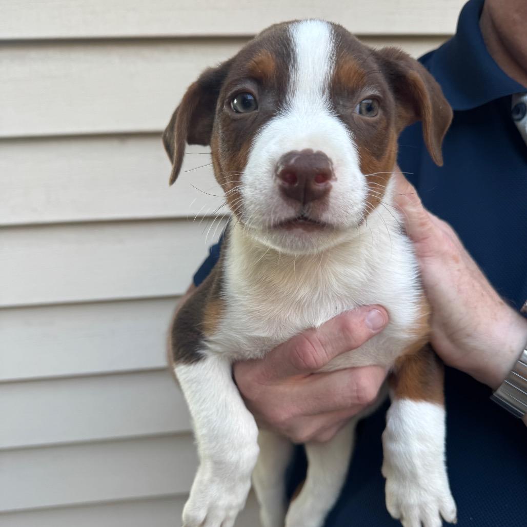 Enlarge Muffin, a Adoptable Mixed Breed in Waco, TX image 1/1