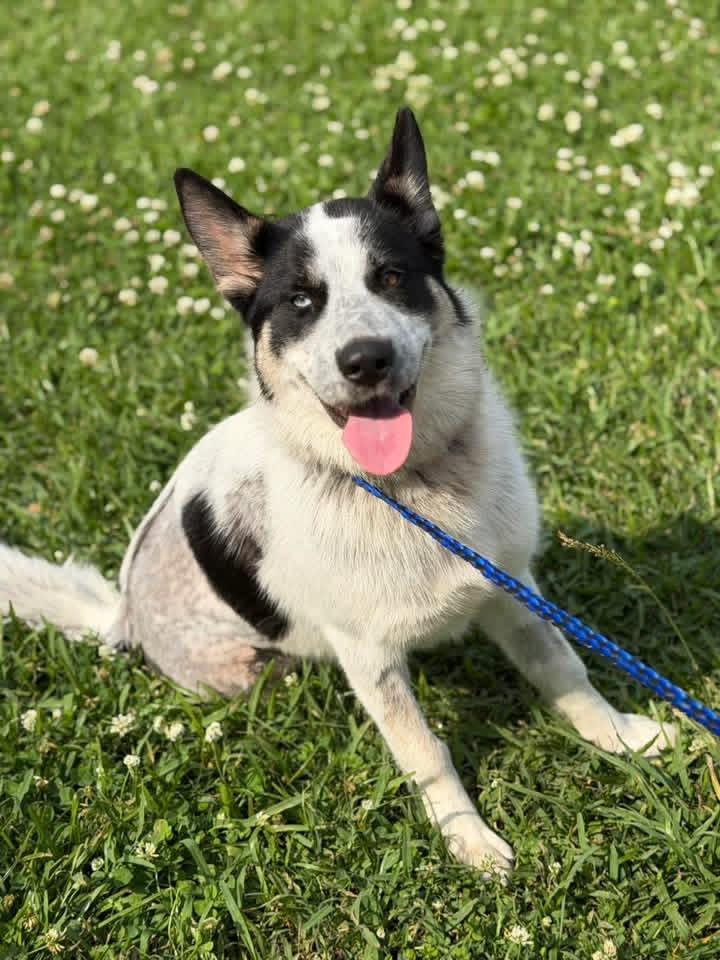 Pelli, ADOPTABLE, Young Female Husky.