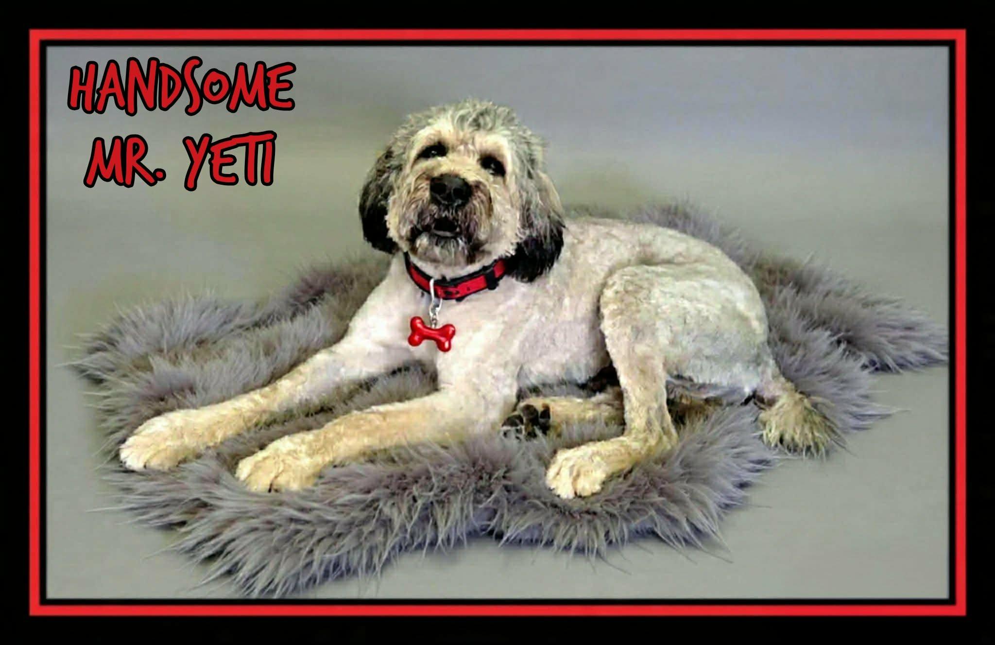 Enlarge Yeti, an adopted Bouvier des Flandres in Grove, OK image 3/5