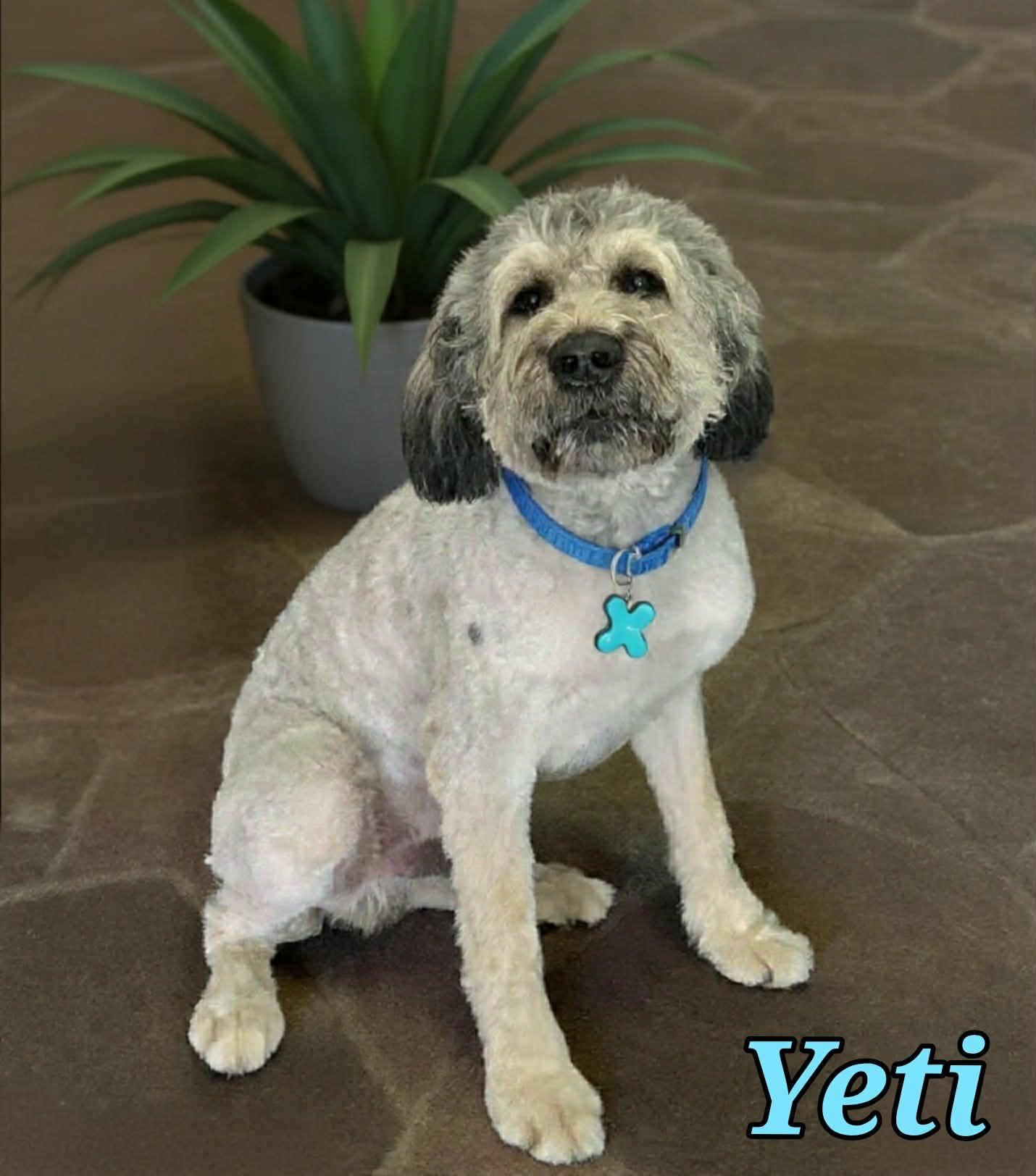 Enlarge Yeti, an adopted Bouvier des Flandres in Grove, OK image 2/5