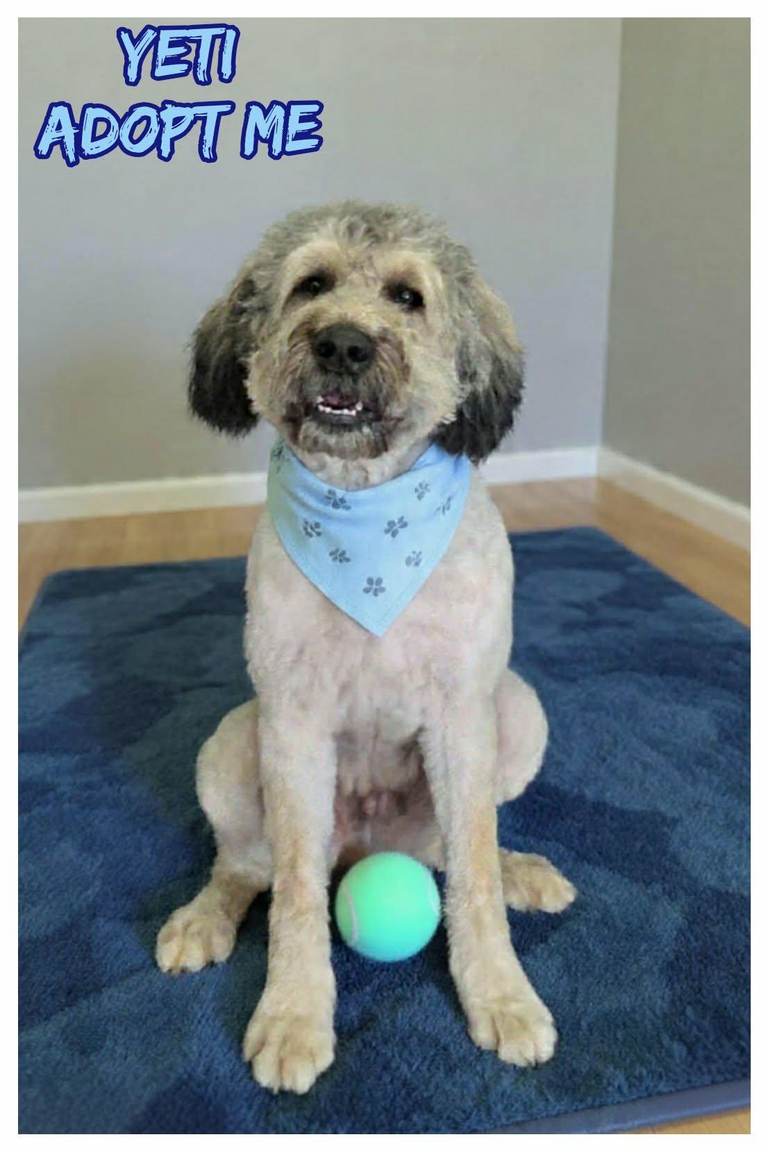 Enlarge Yeti, an adopted Bouvier des Flandres in Grove, OK image 1/5