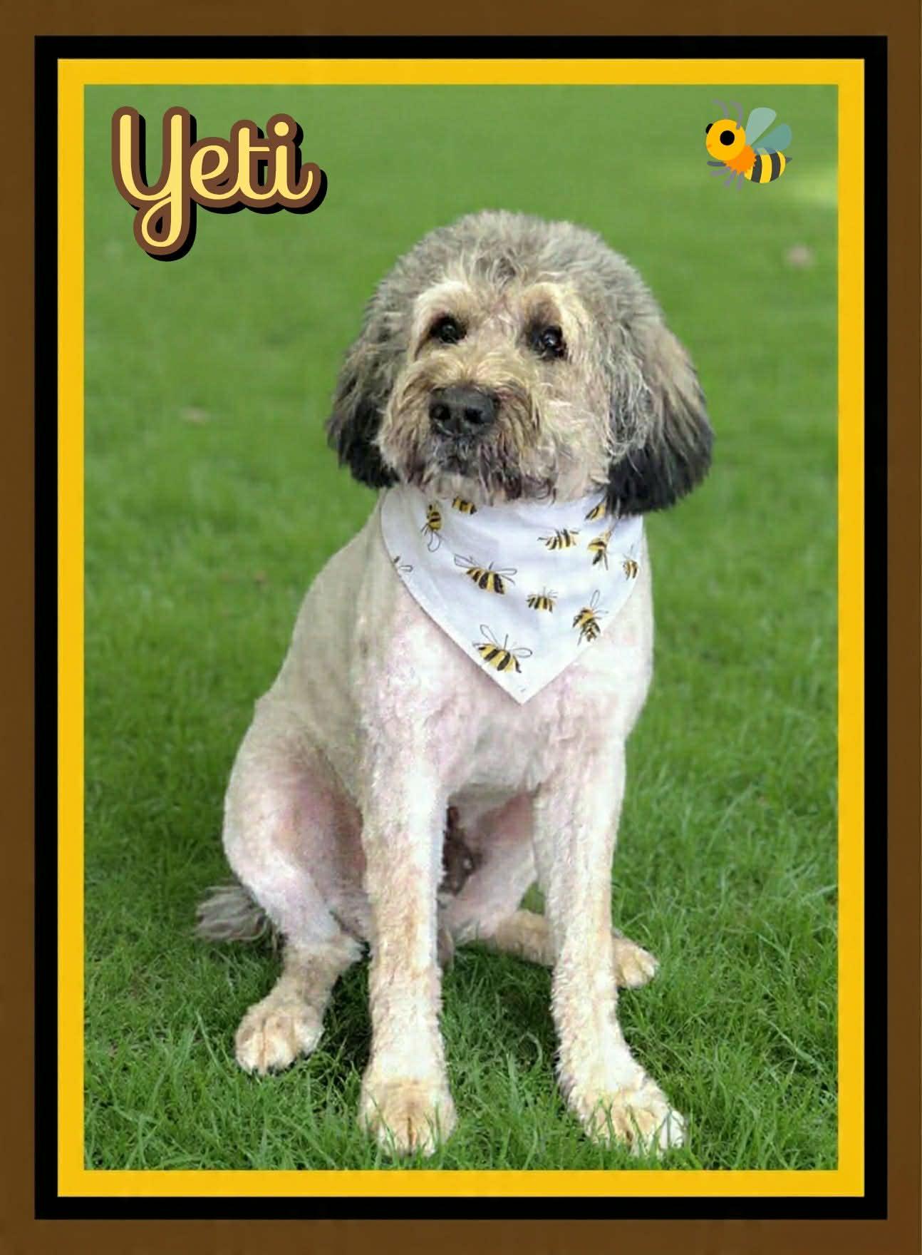 Enlarge Yeti, an adopted Bouvier des Flandres in Grove, OK image 5/5