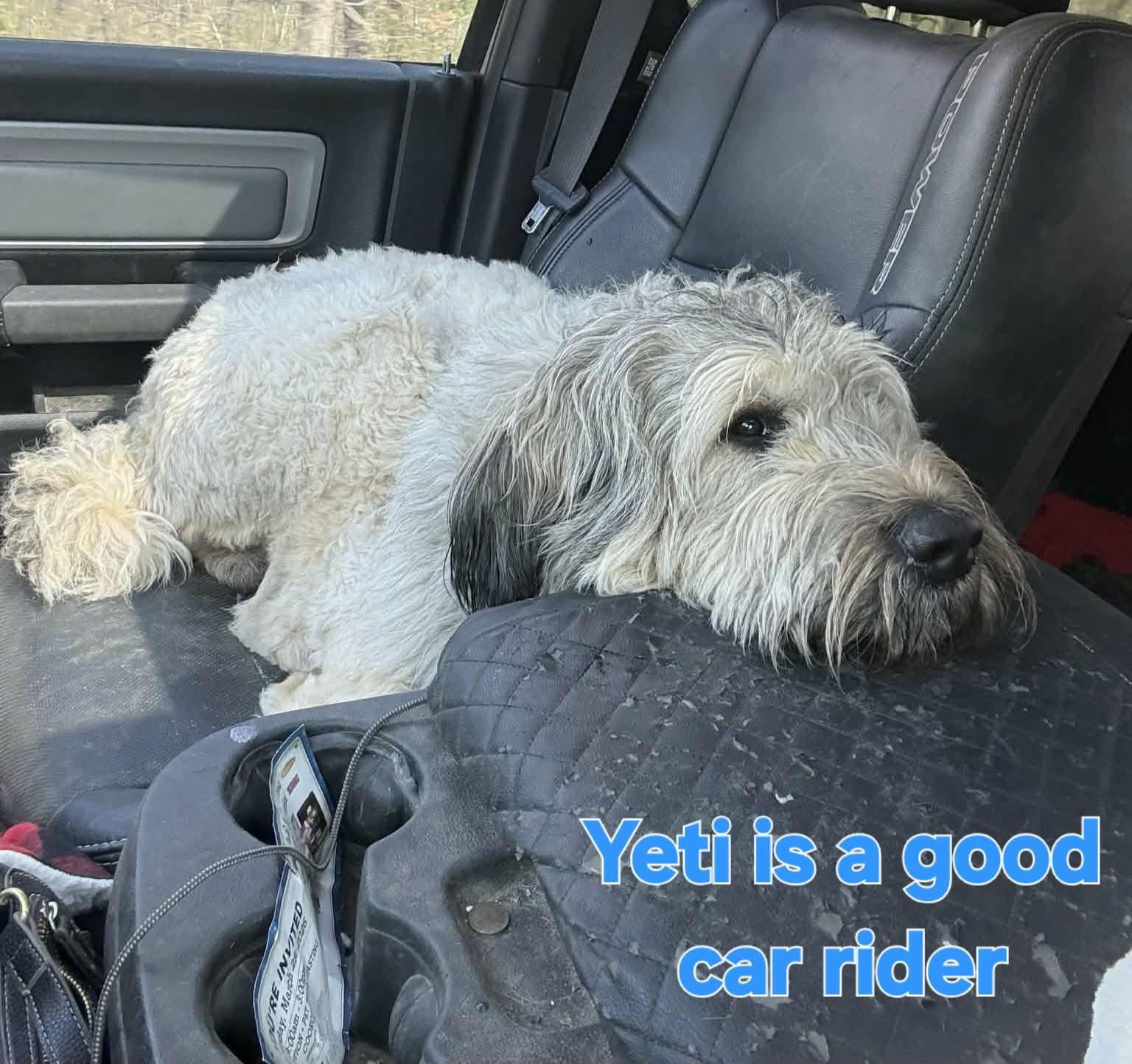 Enlarge Yeti, an adopted Bouvier des Flandres in Grove, OK image 4/5