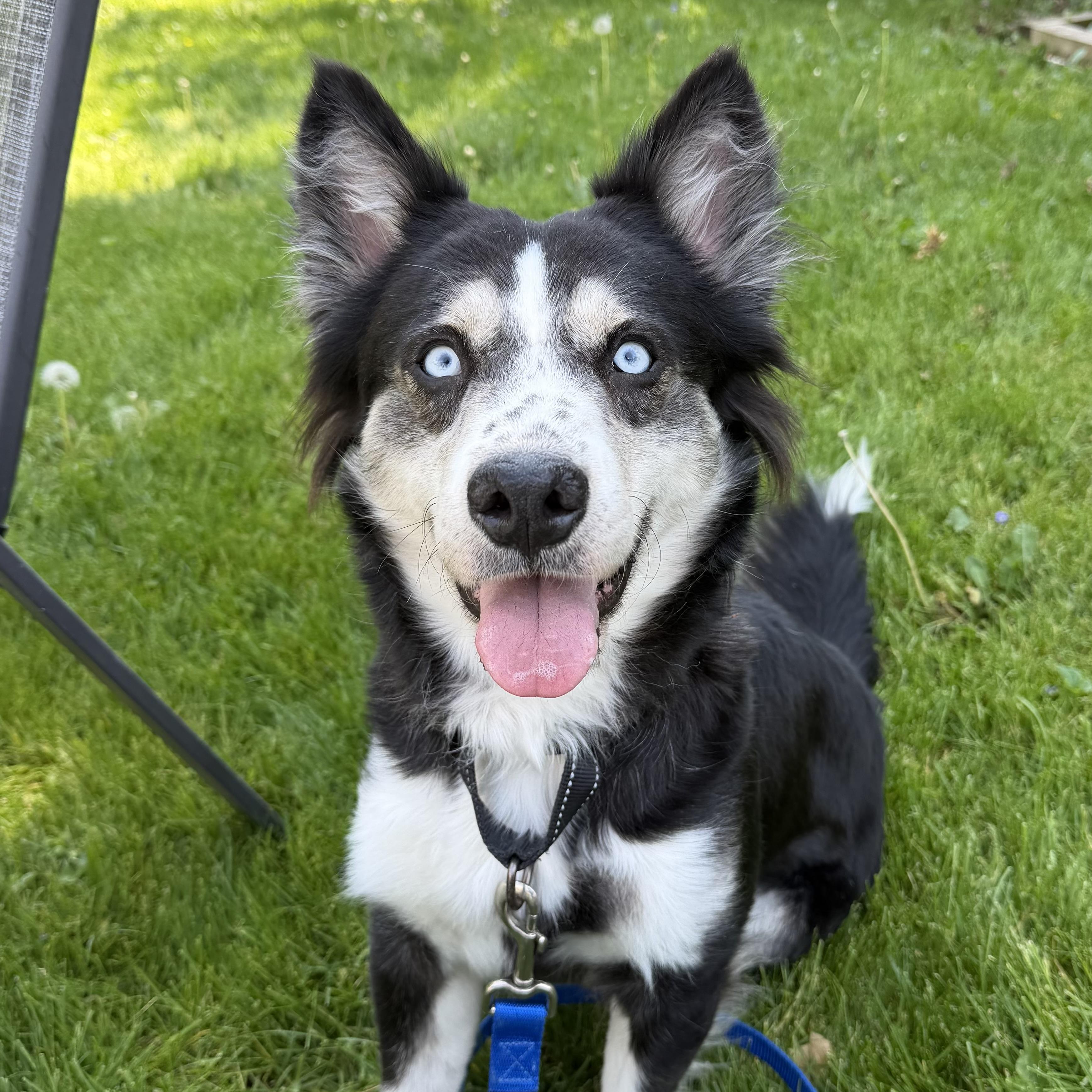 Lovie, an adoptable mixed breed in Libertyville, IL image 3/6