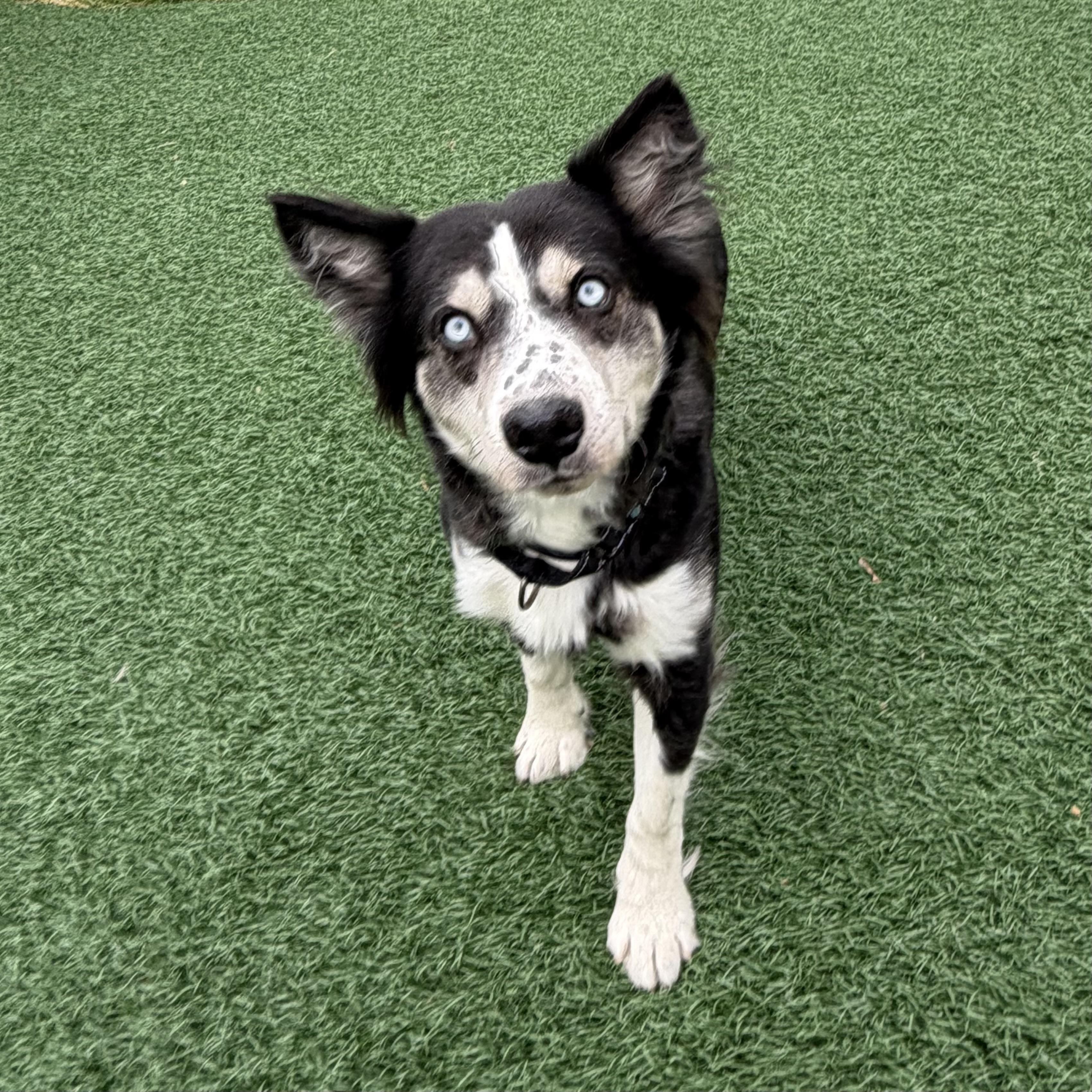 Lovie, an adoptable mixed breed in Libertyville, IL image 2/6