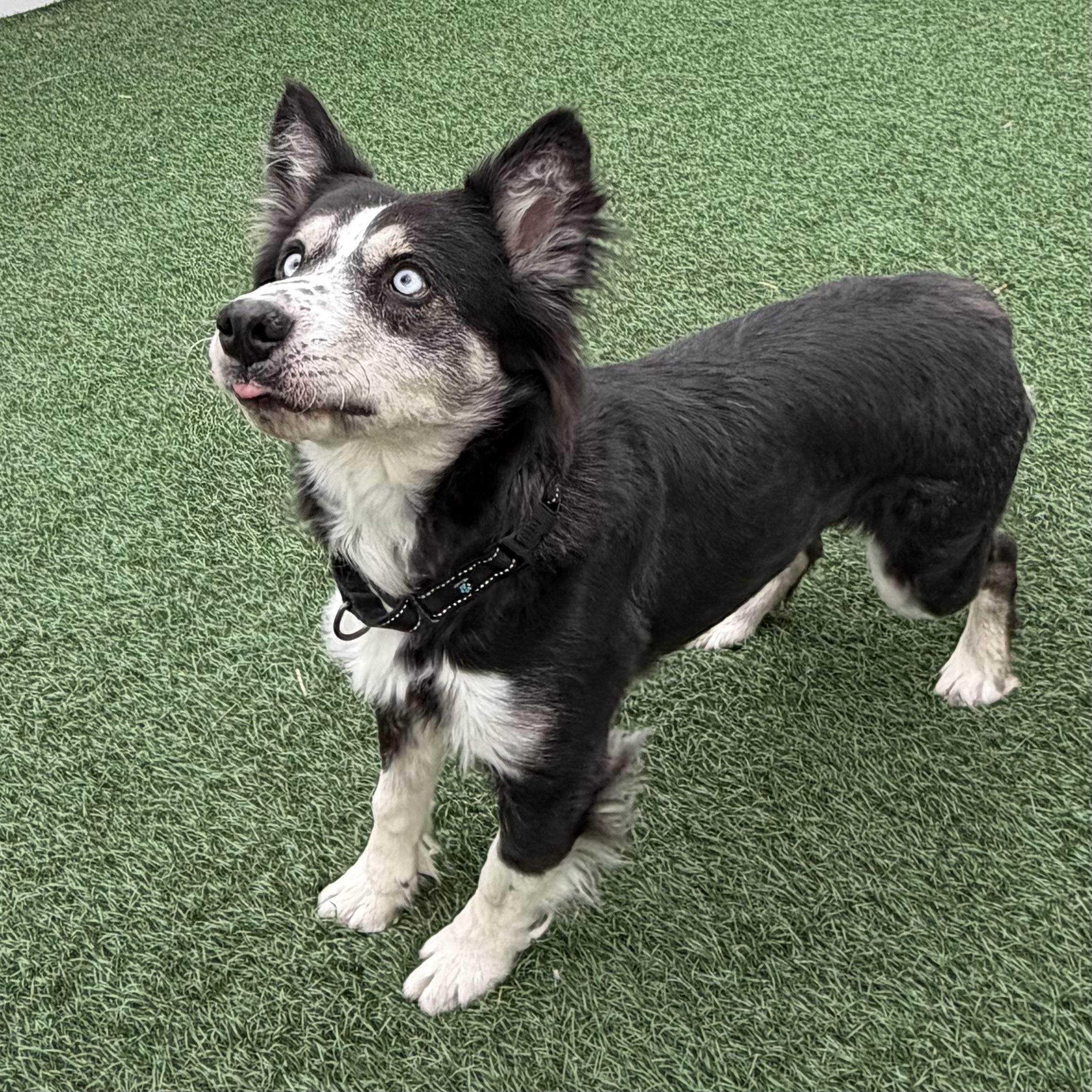 Lovie, an adoptable mixed breed in Libertyville, IL image 4/6