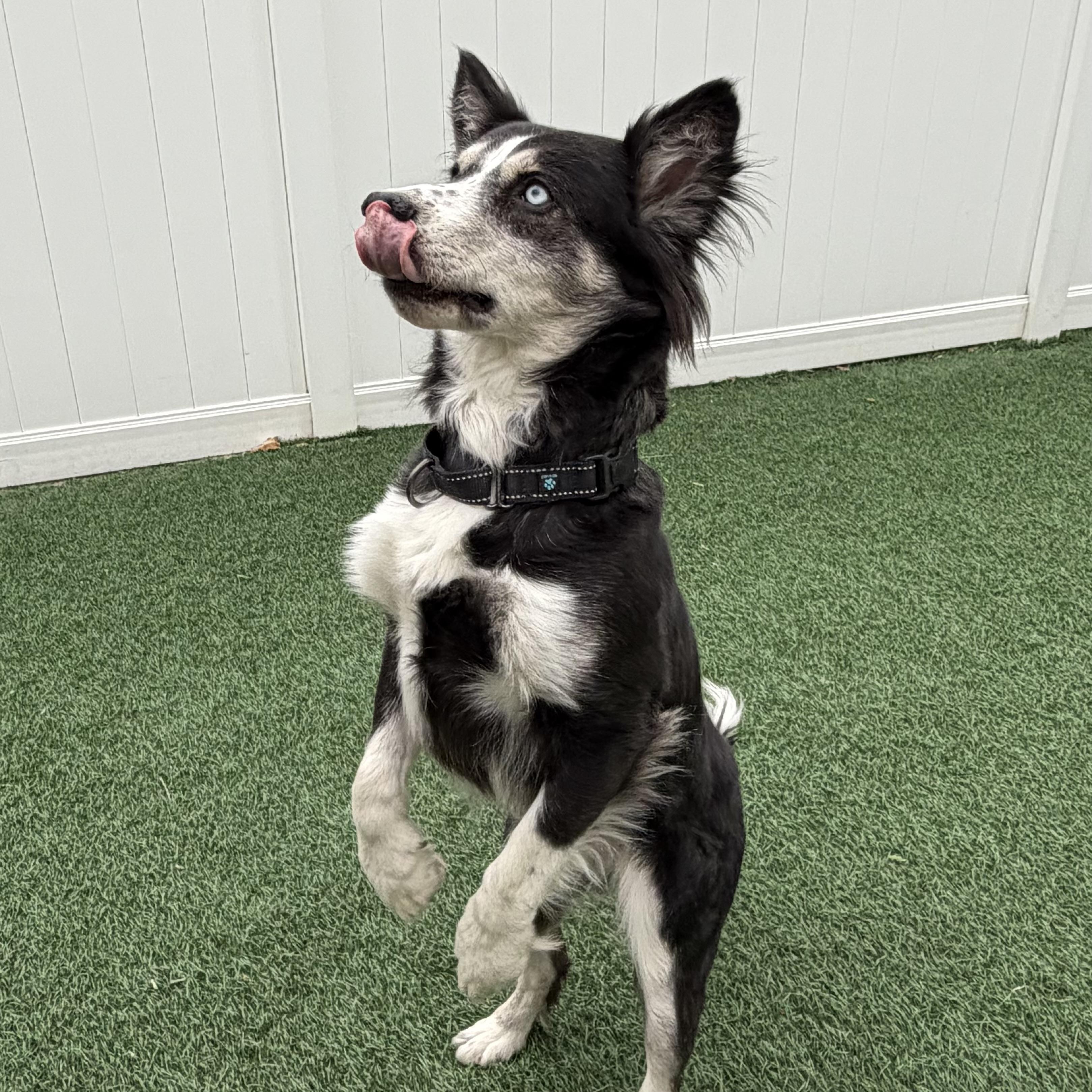 Lovie, an adoptable mixed breed in Libertyville, IL image 5/6