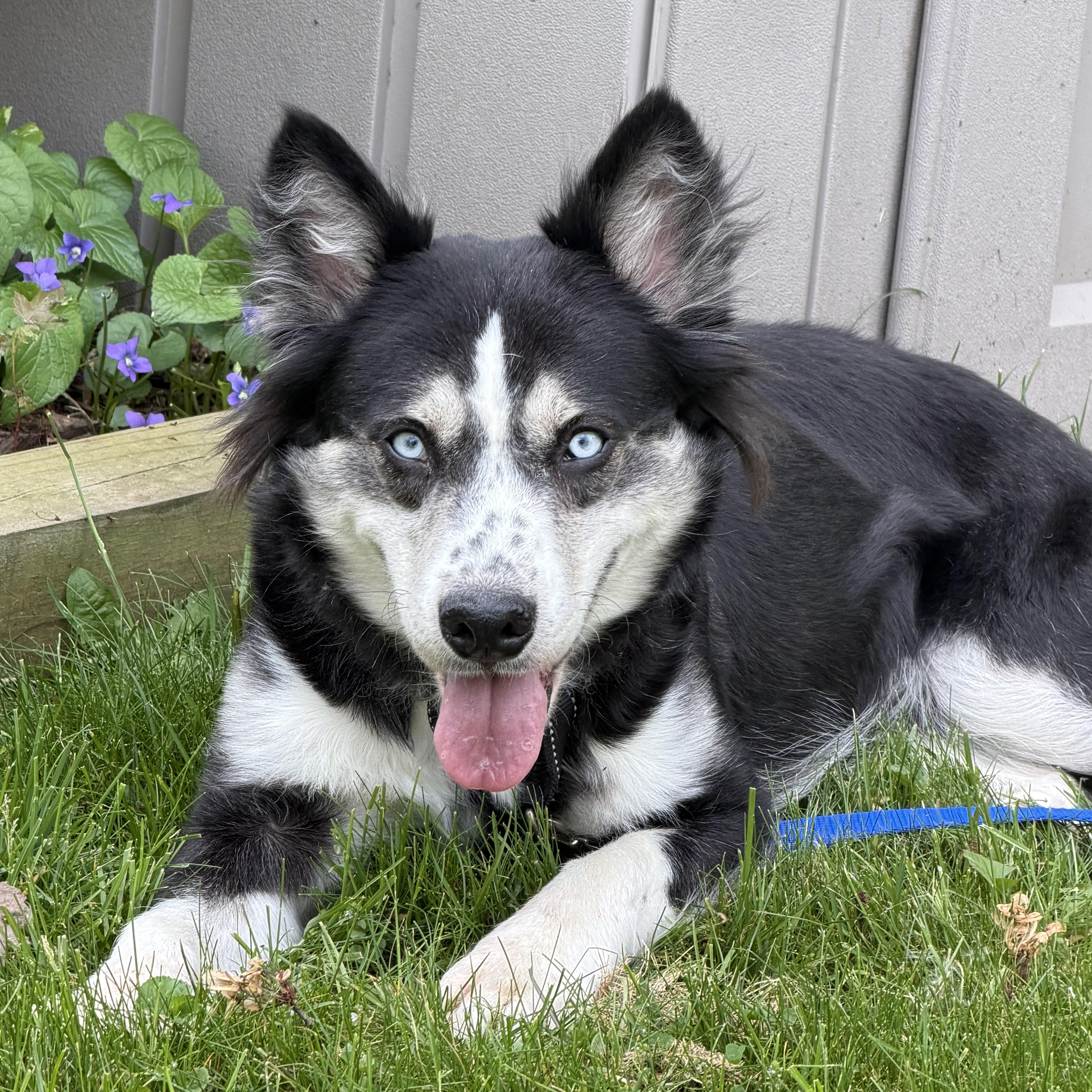 Lovie, an adoptable mixed breed in Libertyville, IL image 6/6