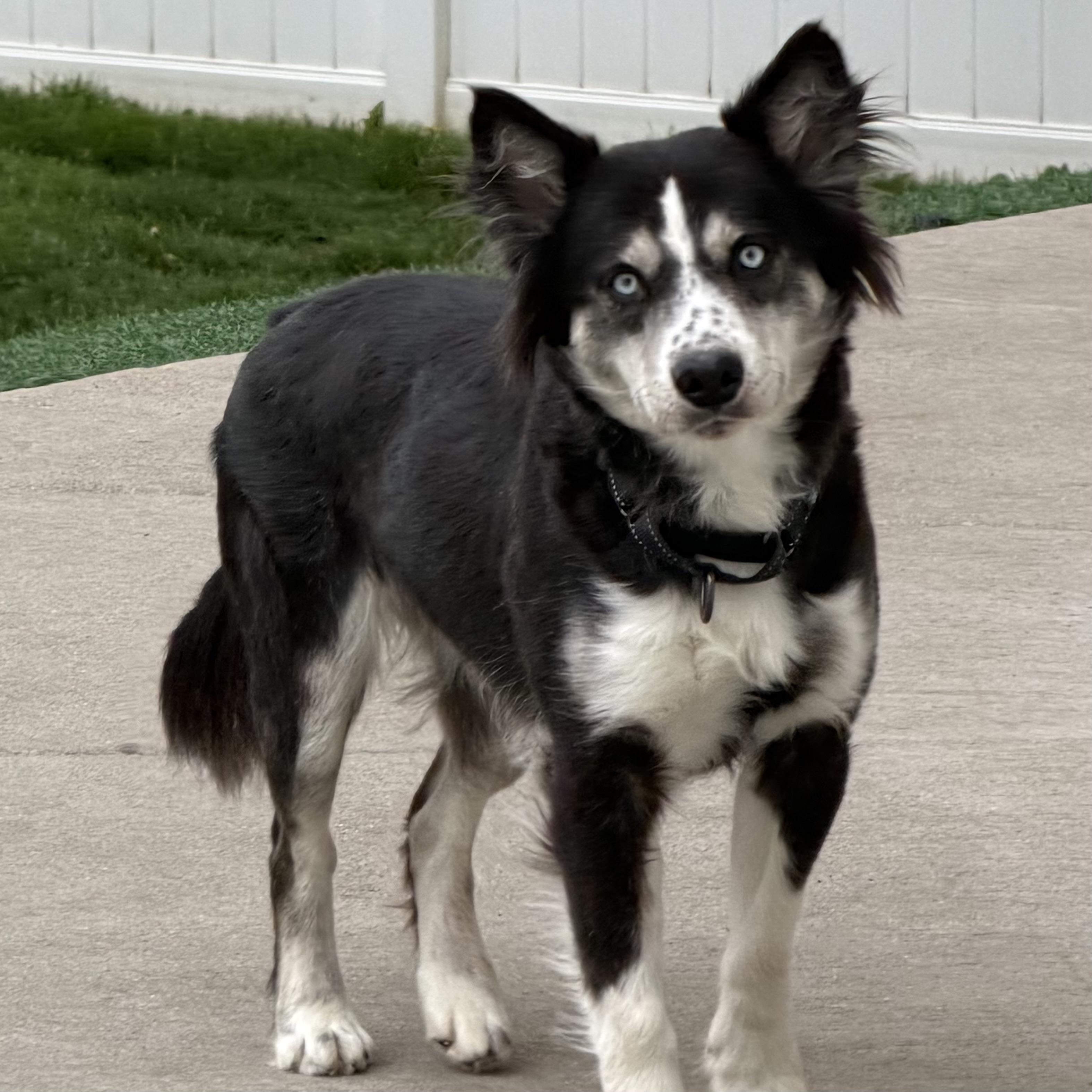 Lovie, adoptable, Adult Female Australian Shepherd & Labrador Retriever.