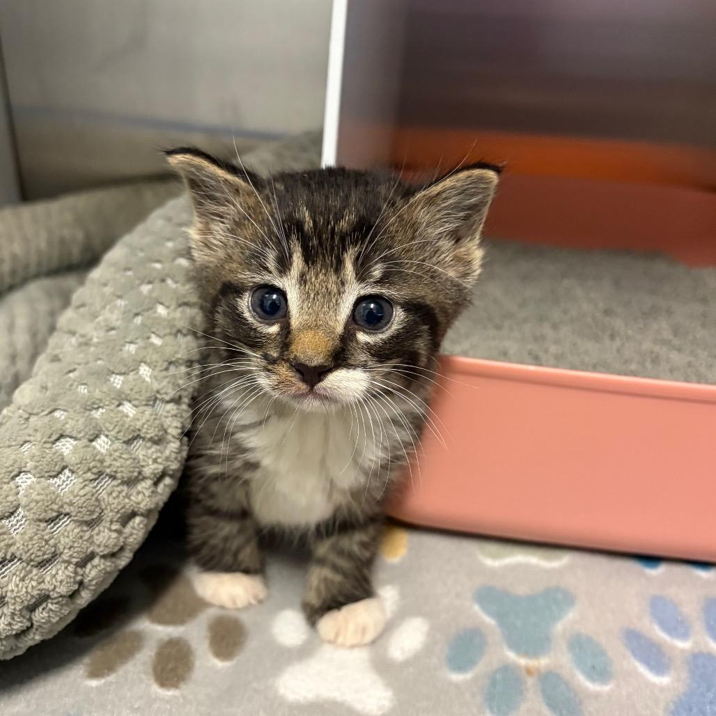 Tow Mater, Adoptable, Kitten Female Domestic Short Hair.