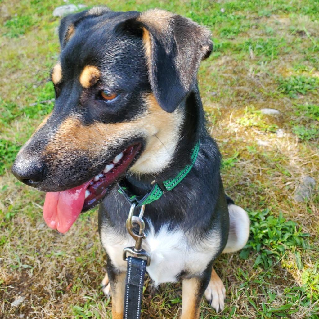 Enlarge Lisa, a Adoptable Mixed Breed in Walden, NY image 1/4