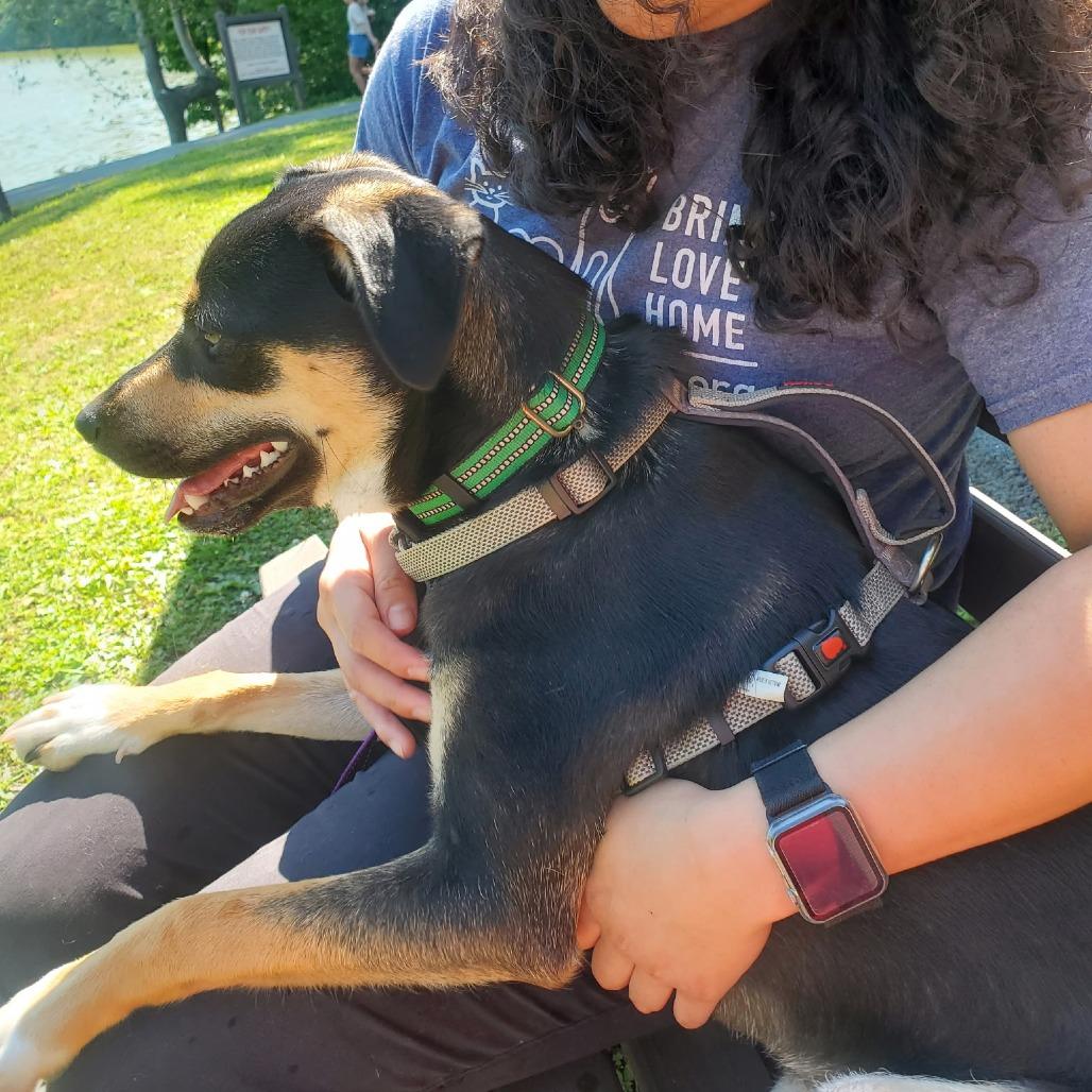 Enlarge Lisa, a Adoptable Mixed Breed in Walden, NY image 2/4