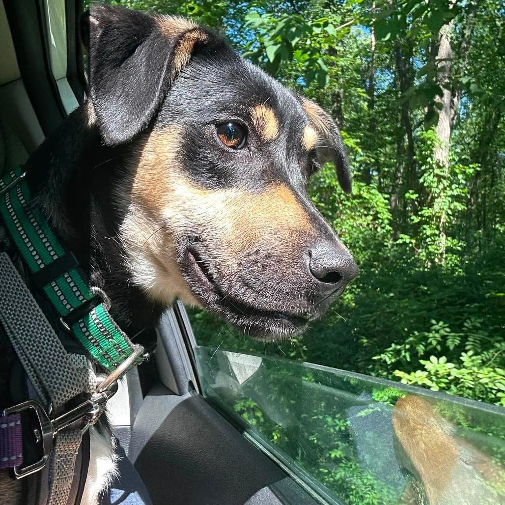 Enlarge Lisa, a Adoptable Mixed Breed in Walden, NY image 3/4