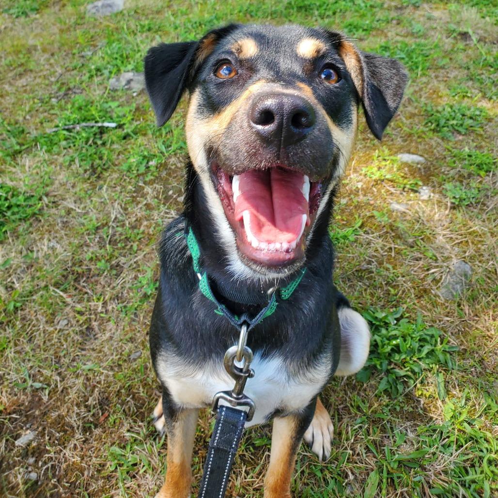 Enlarge Lisa, a Adoptable Mixed Breed in Walden, NY image 4/4