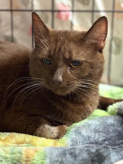 Enlarge Hope, an adopted Domestic Short Hair in Plainville, MA image 2/4