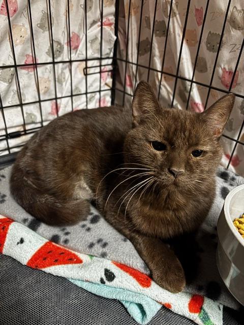 Enlarge Hope, an adopted Domestic Short Hair in Plainville, MA image 3/4