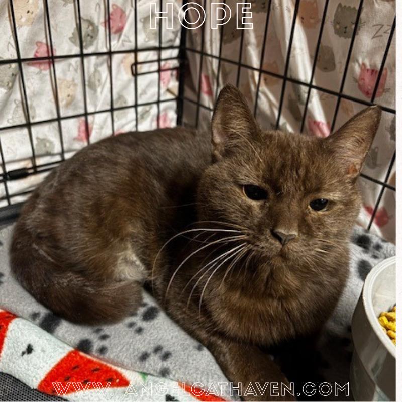 Enlarge Hope, an adopted Domestic Short Hair in Plainville, MA image 1/4