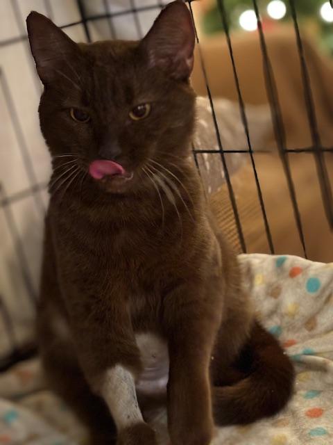 Enlarge Hope, an adopted Domestic Short Hair in Plainville, MA image 4/4