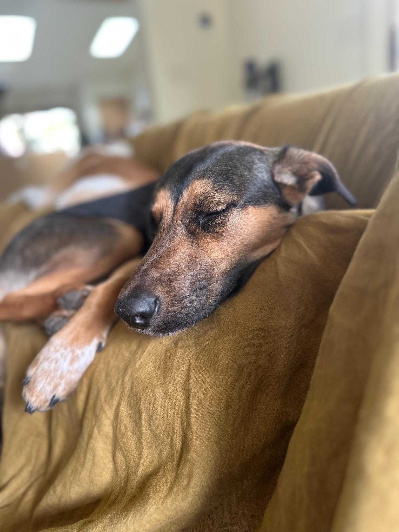 Enlarge Rita, a ADOPTABLE mixed breed in West Hollywood, CA image 2/3