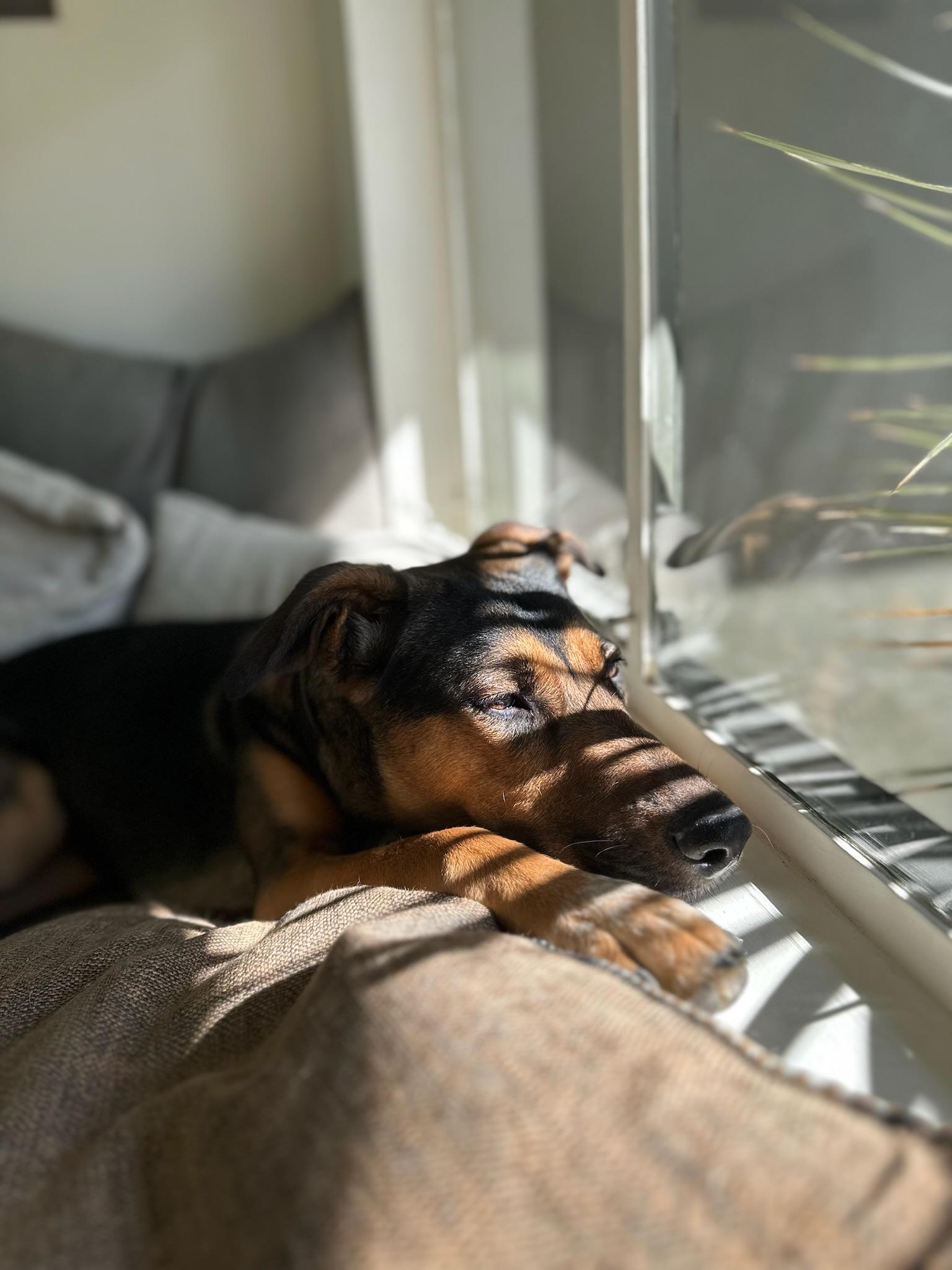 Enlarge Rita, a ADOPTABLE mixed breed in West Hollywood, CA image 3/3
