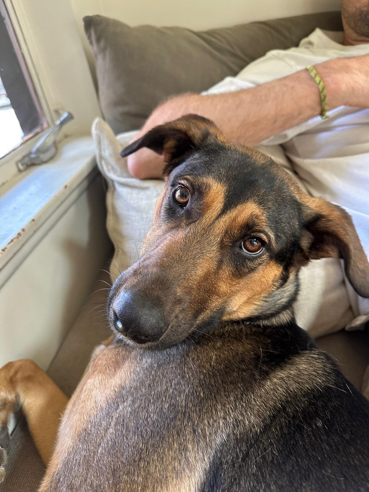 Enlarge Rita, a ADOPTABLE mixed breed in West Hollywood, CA image 1/3