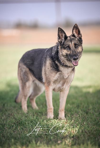 Enlarge Libby, a Adoptable mixed breed in Kalispell, MT image 1/3