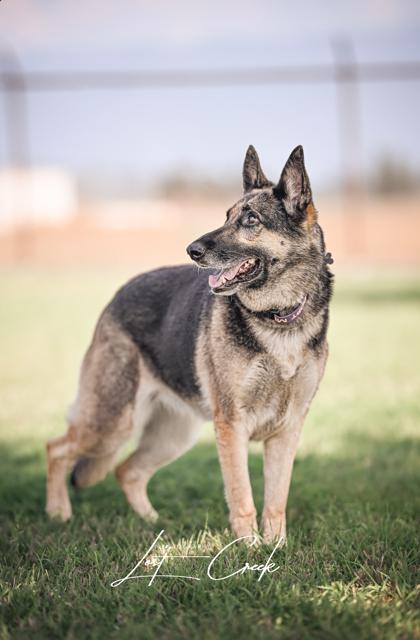 Enlarge Libby, a Adoptable mixed breed in Kalispell, MT image 3/3