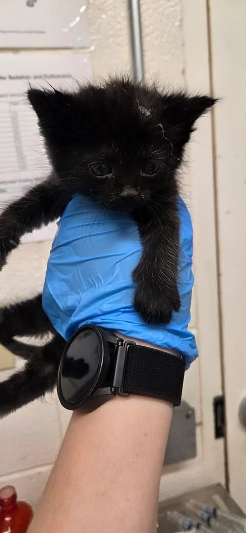 Bat, Adoptable, Kitten Male Domestic Short Hair.