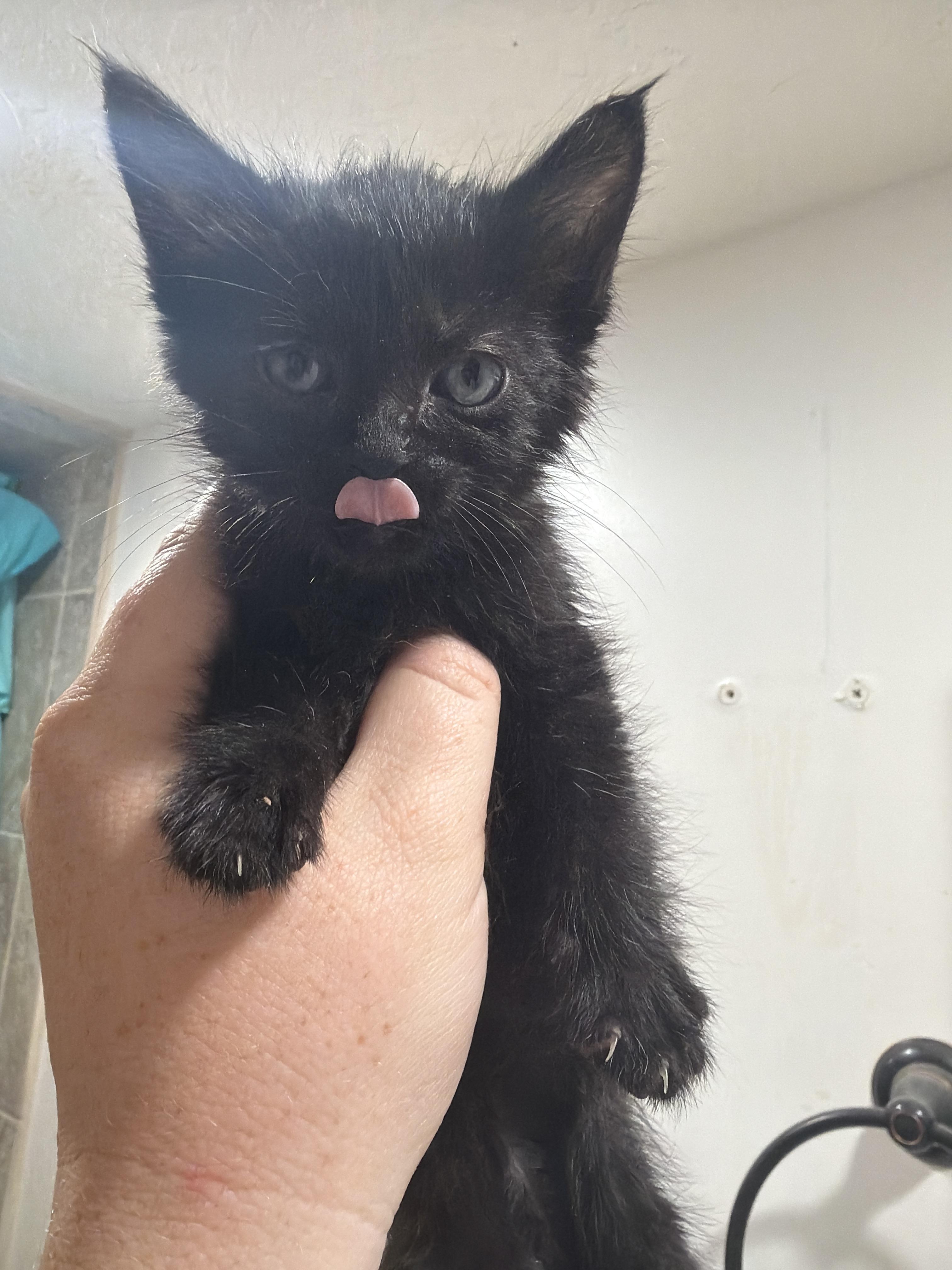 Bat, a Adoptable Domestic Short Hair in Fruit Heights, UT image 2/6